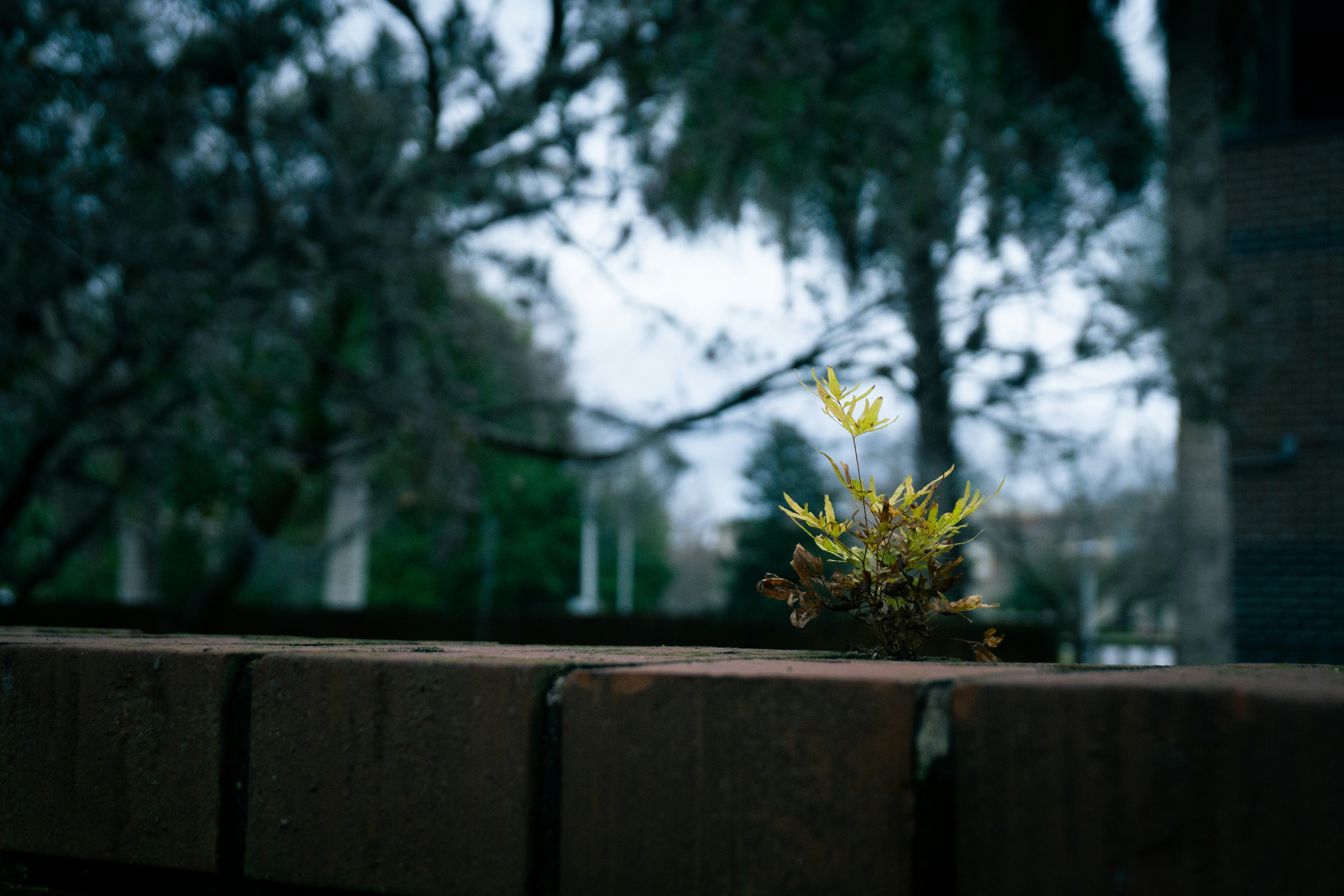 Una pequeña planta crece sobre una pared de ladrillo.