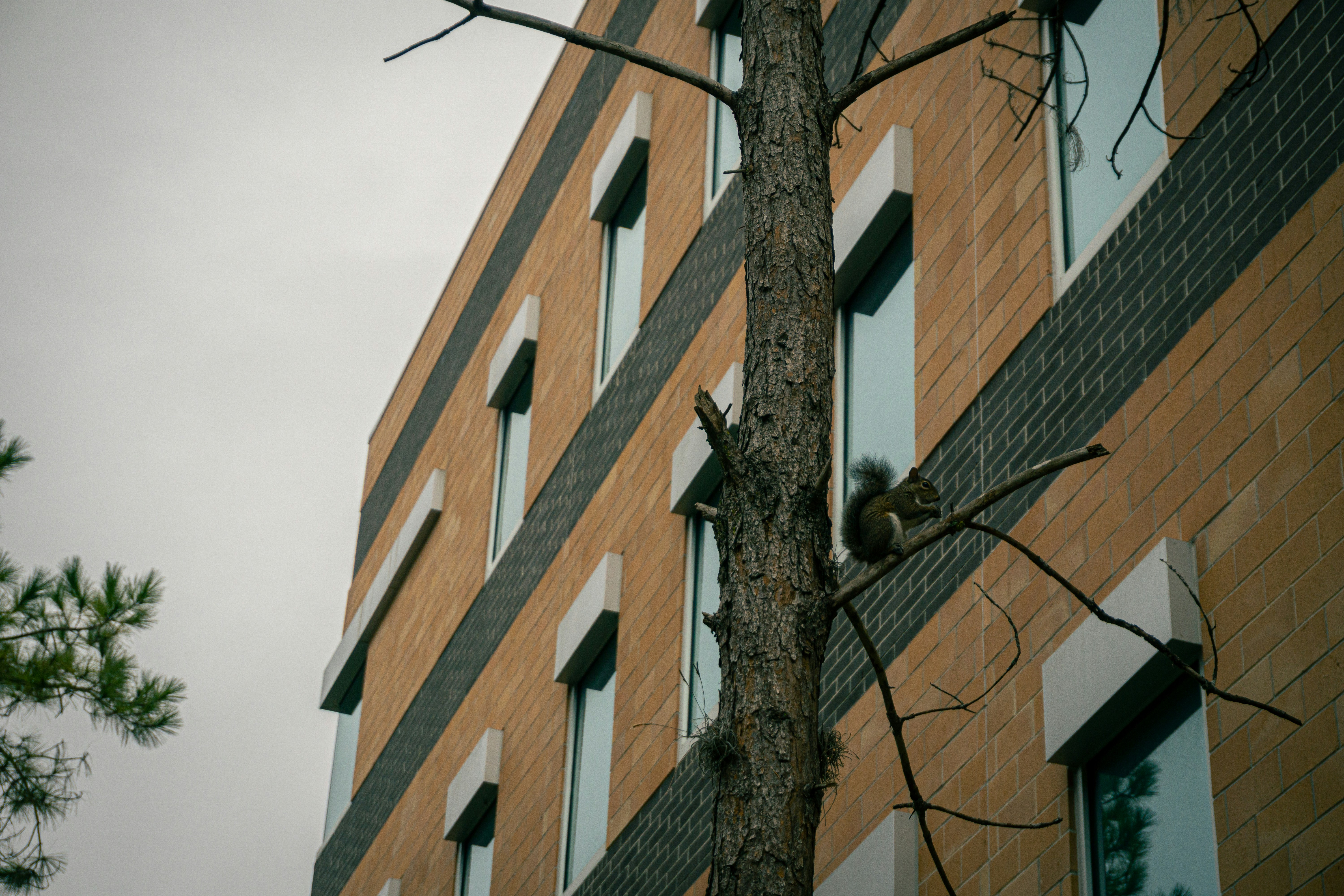 A squirrel climbs a tree next to a building.