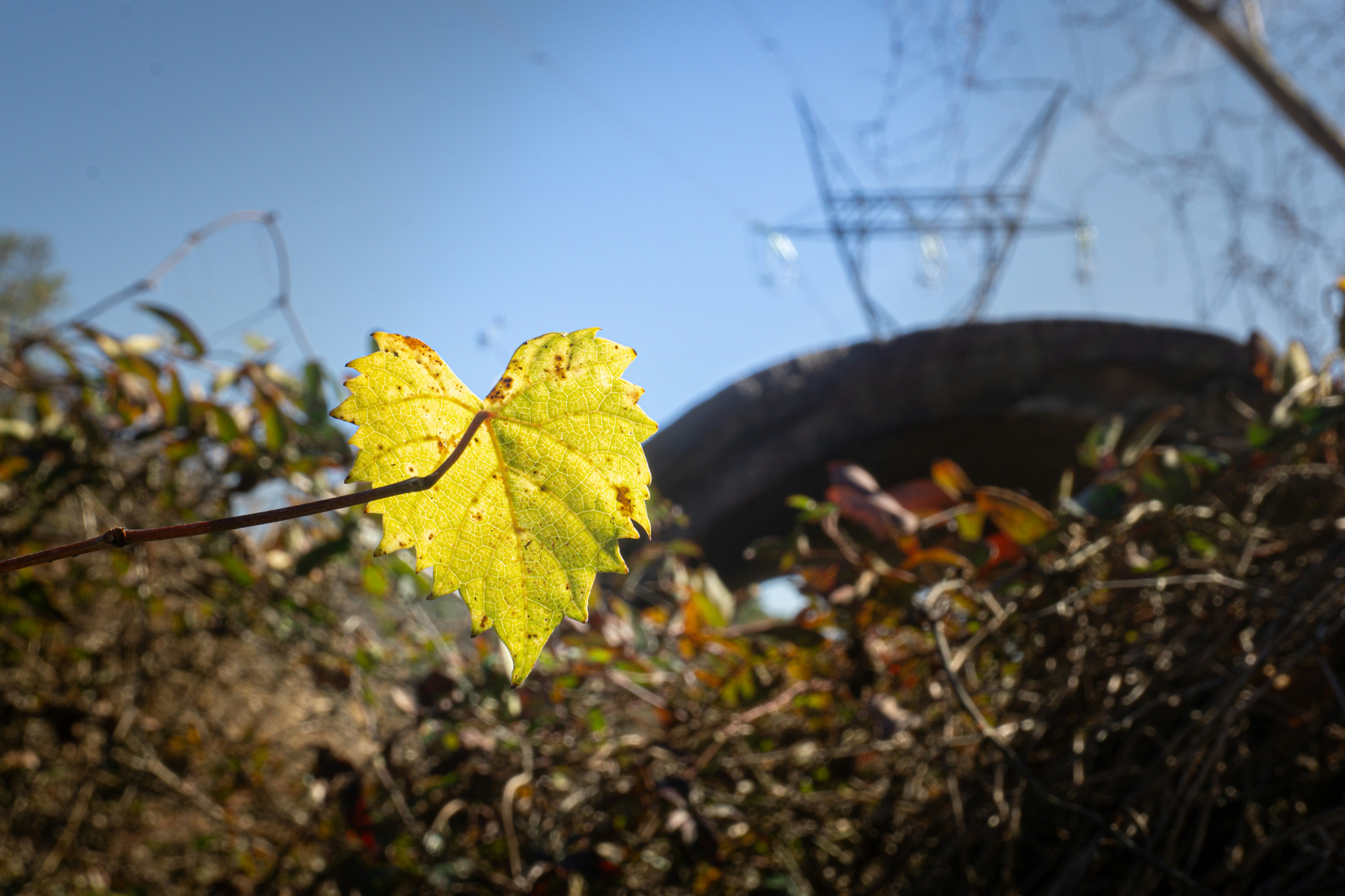 A single yellow leaf on a vine with blurred background.
