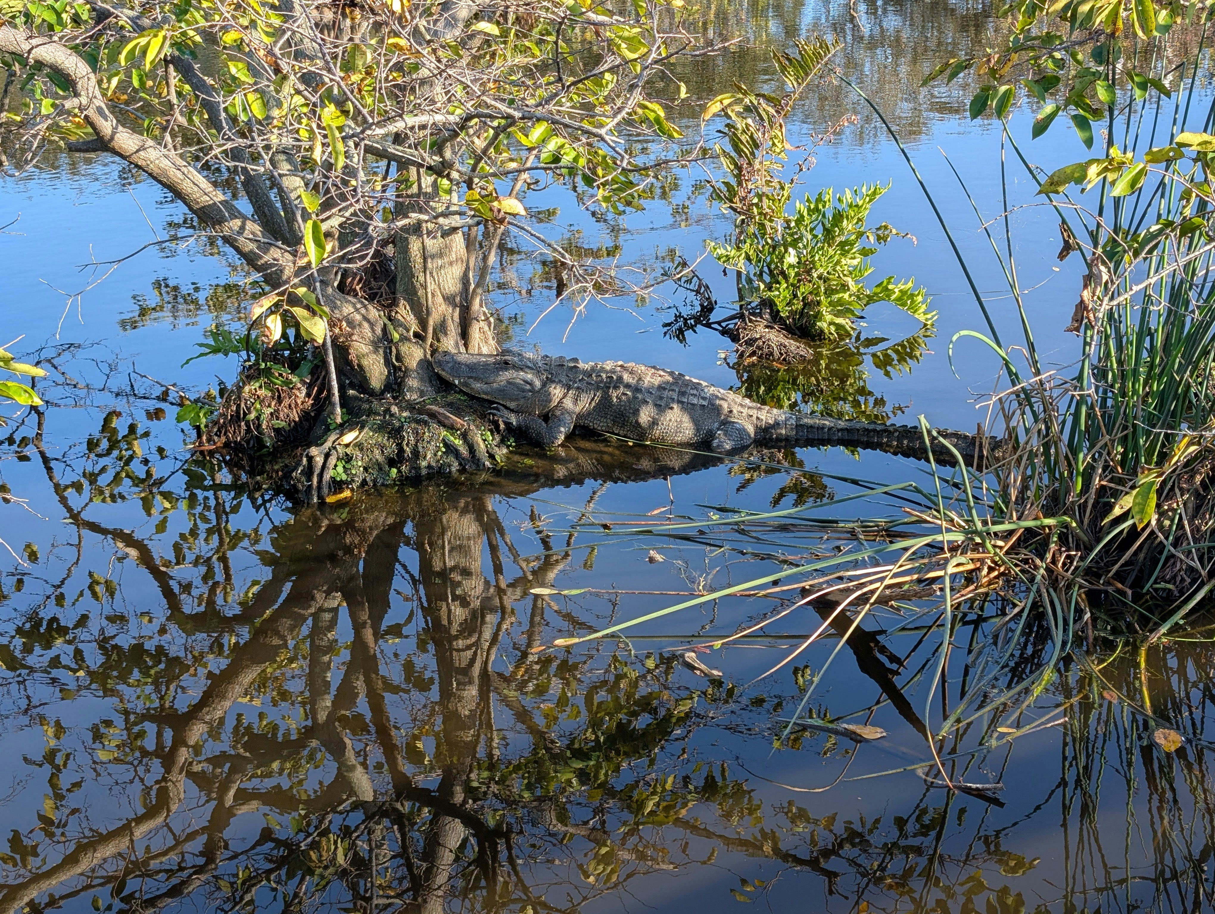 Photo by flukestarbucker