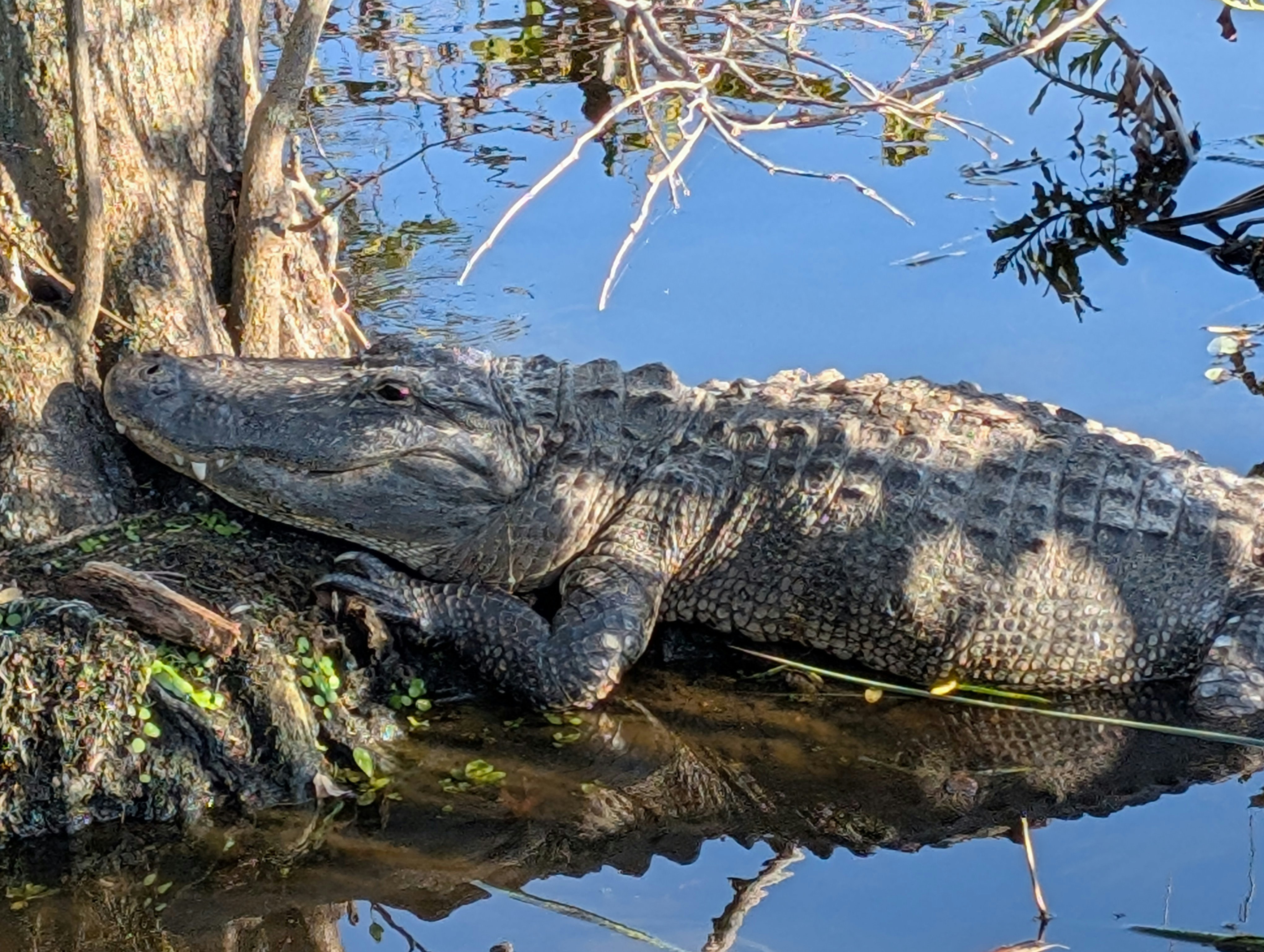 Photo by flukestarbucker