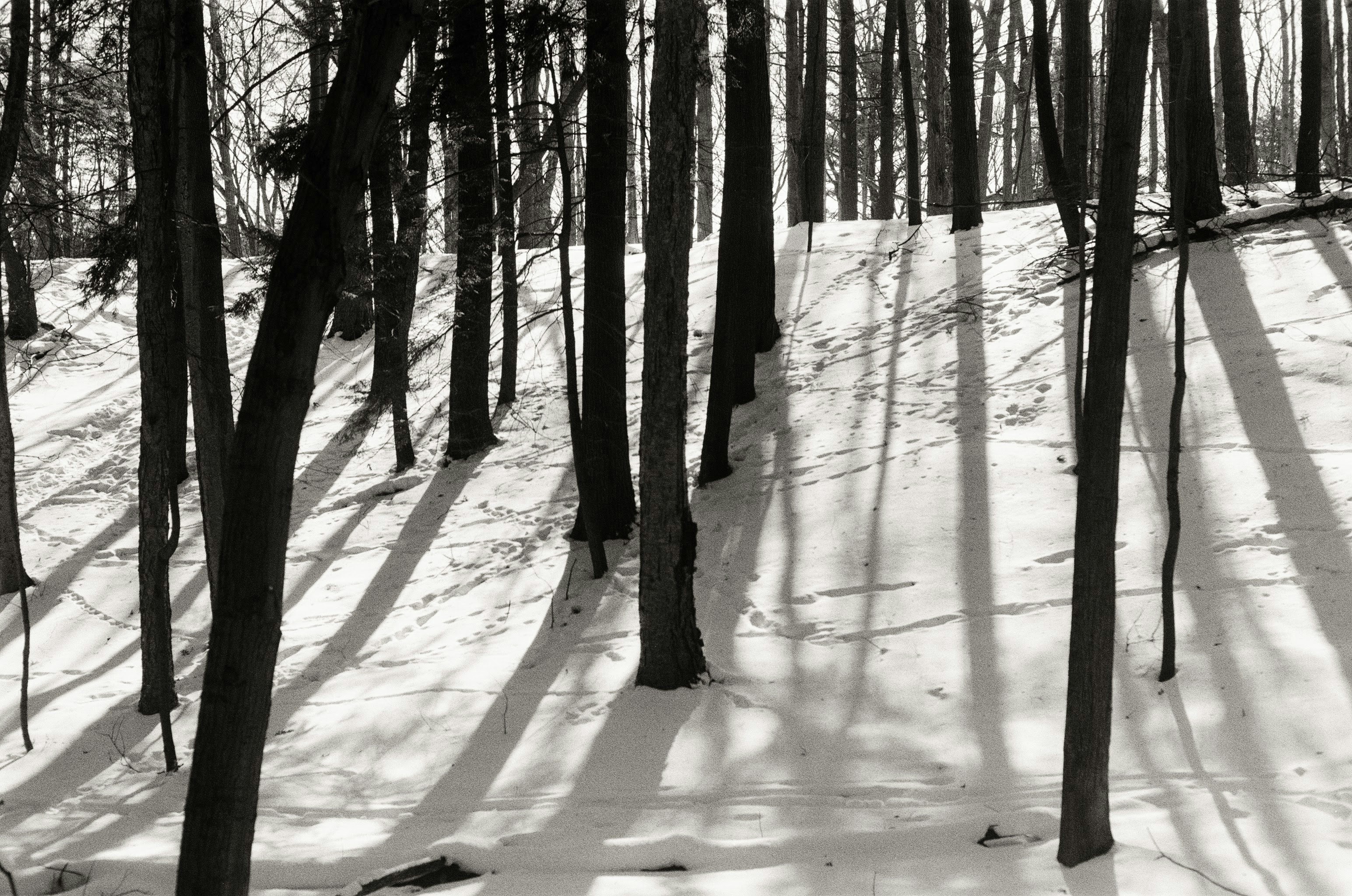 Bare trees cast long shadows on snowy ground