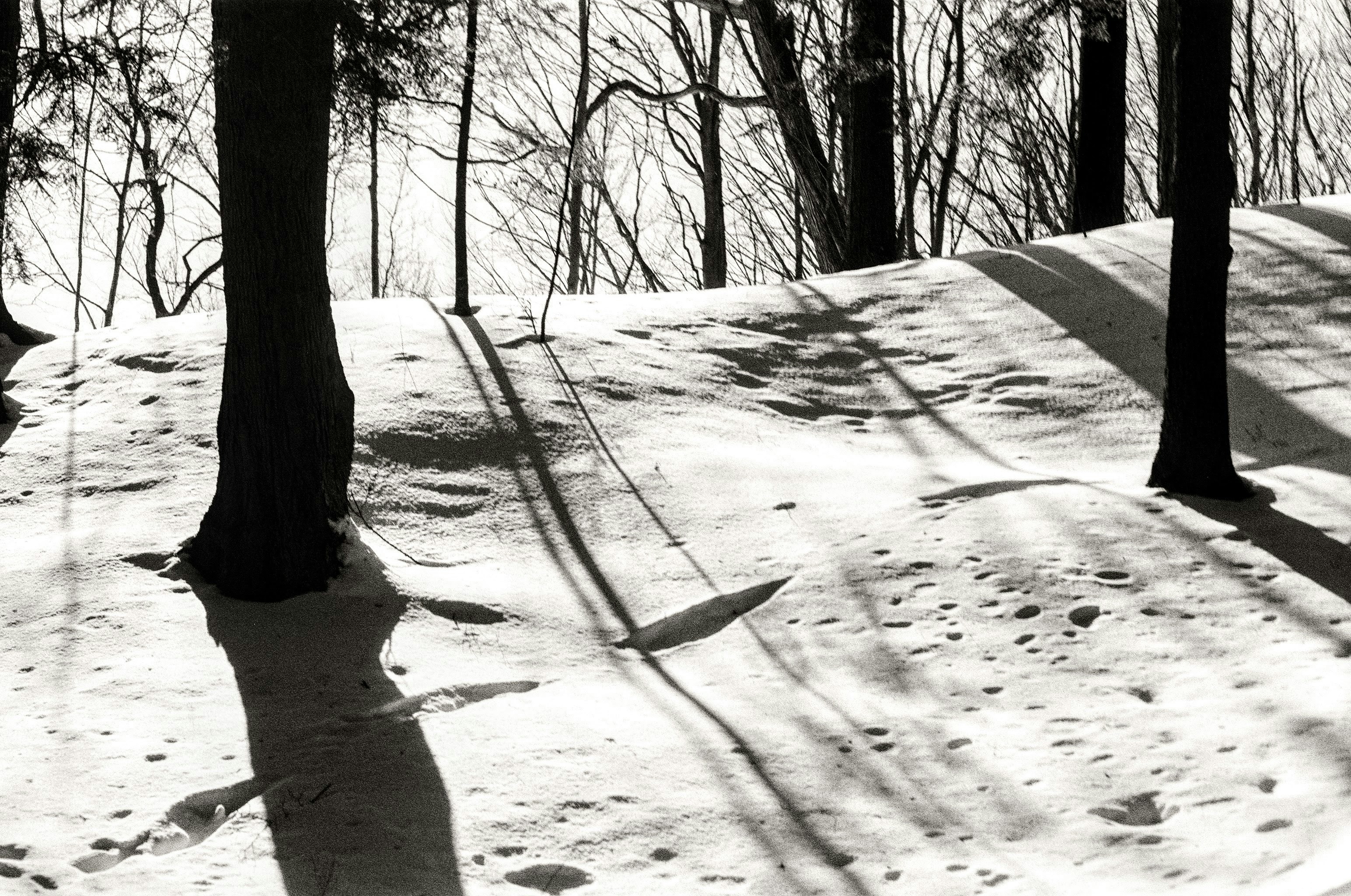 Shadows of trees on a snowy hillside