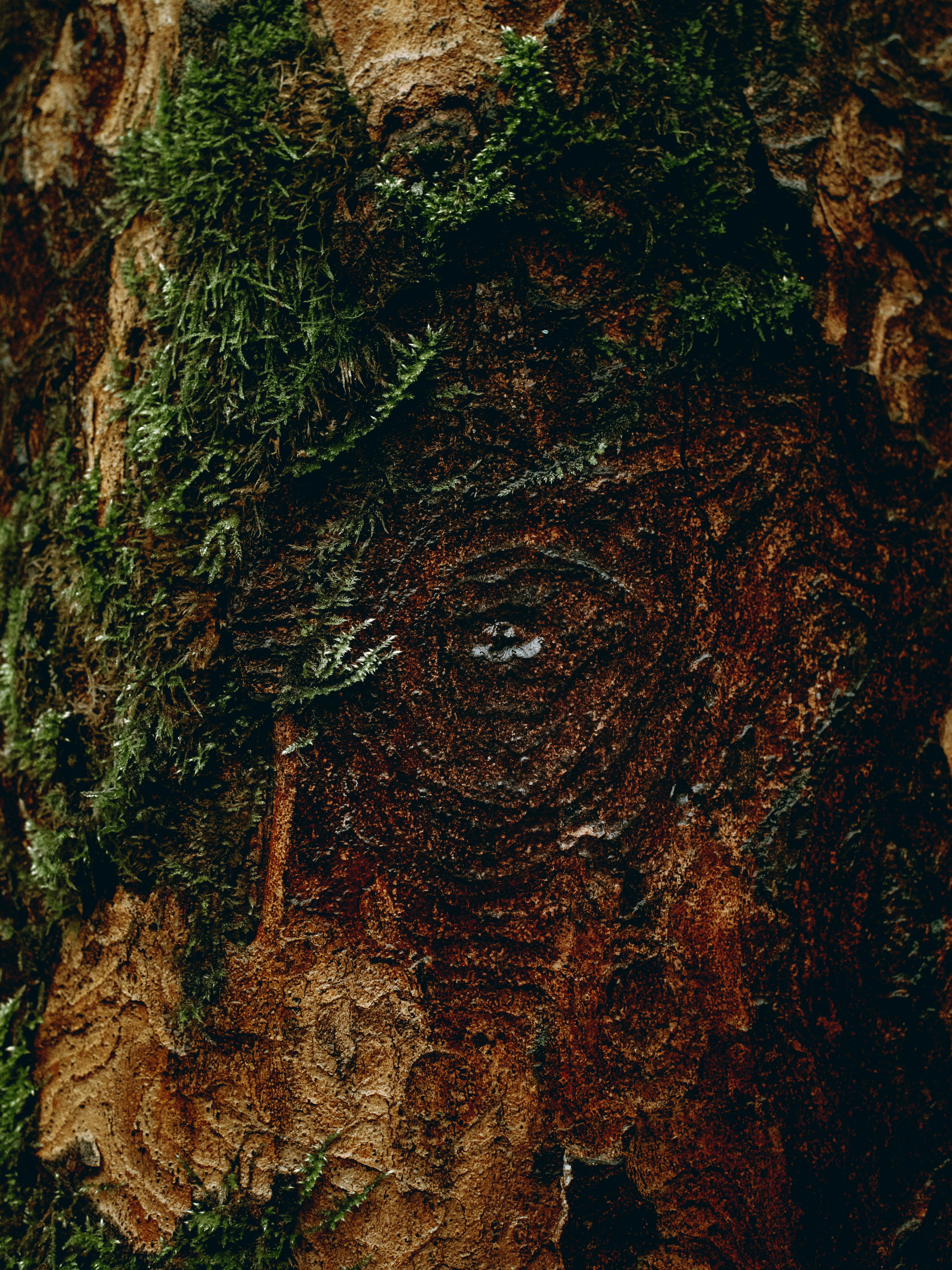 Close-up of moss on a textured tree trunk.