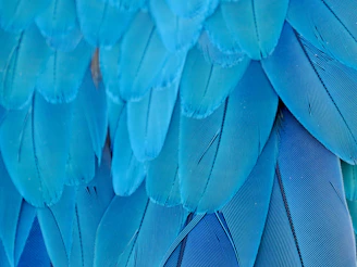 Close-up of vibrant blue macaw feathers