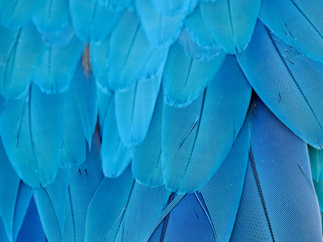 Close-up of vibrant blue macaw feathers