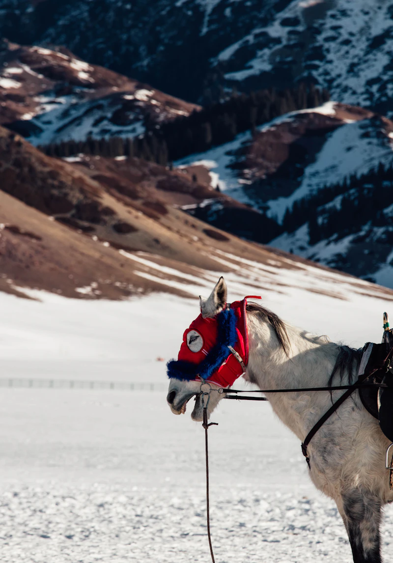 A horse in ceremonial tack against the snow-covered peaks of the Engadin
