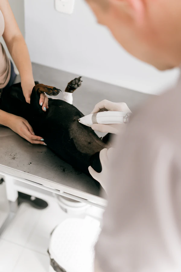 Veterinaria revisando a un perro durante la consulta