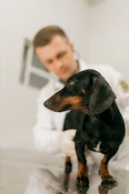 A veterinarian examines a black and tan dachshund.