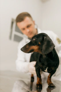 A veterinarian examines a black and tan dachshund.