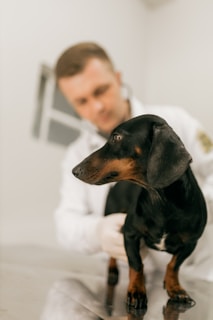 A veterinarian examines a black and tan dachshund.