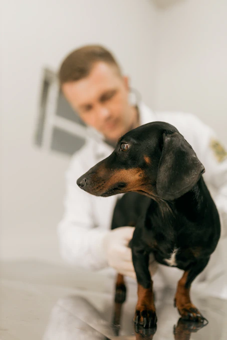 A veterinarian examines a black and tan dachshund.