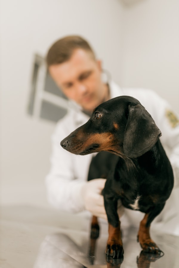 Luxación de rótula en perros de razas pequeñas: cuándo la rodillera es suficiente y cuándo hace falta cirugía