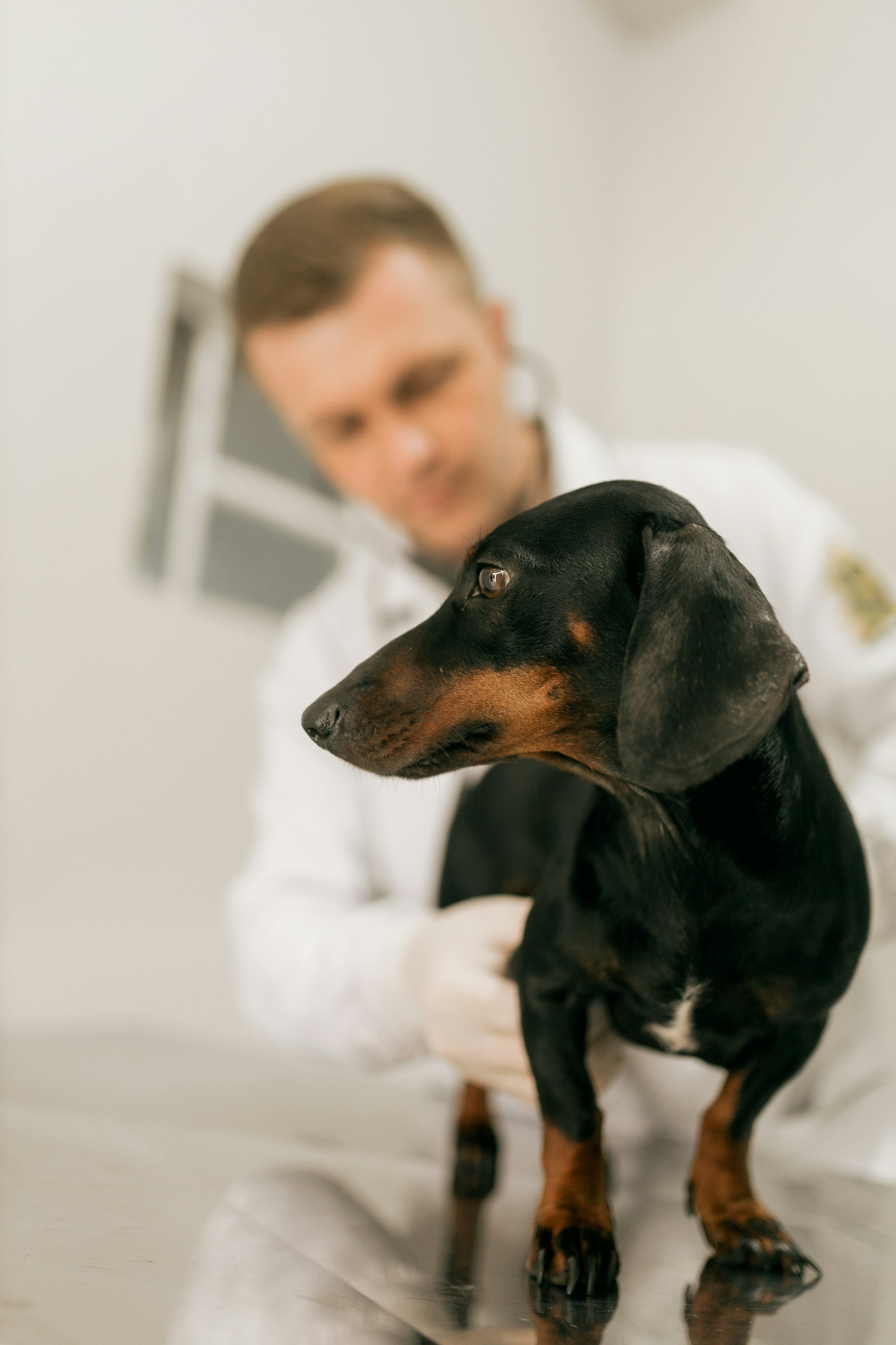 Wellness Exams and Vaccinations