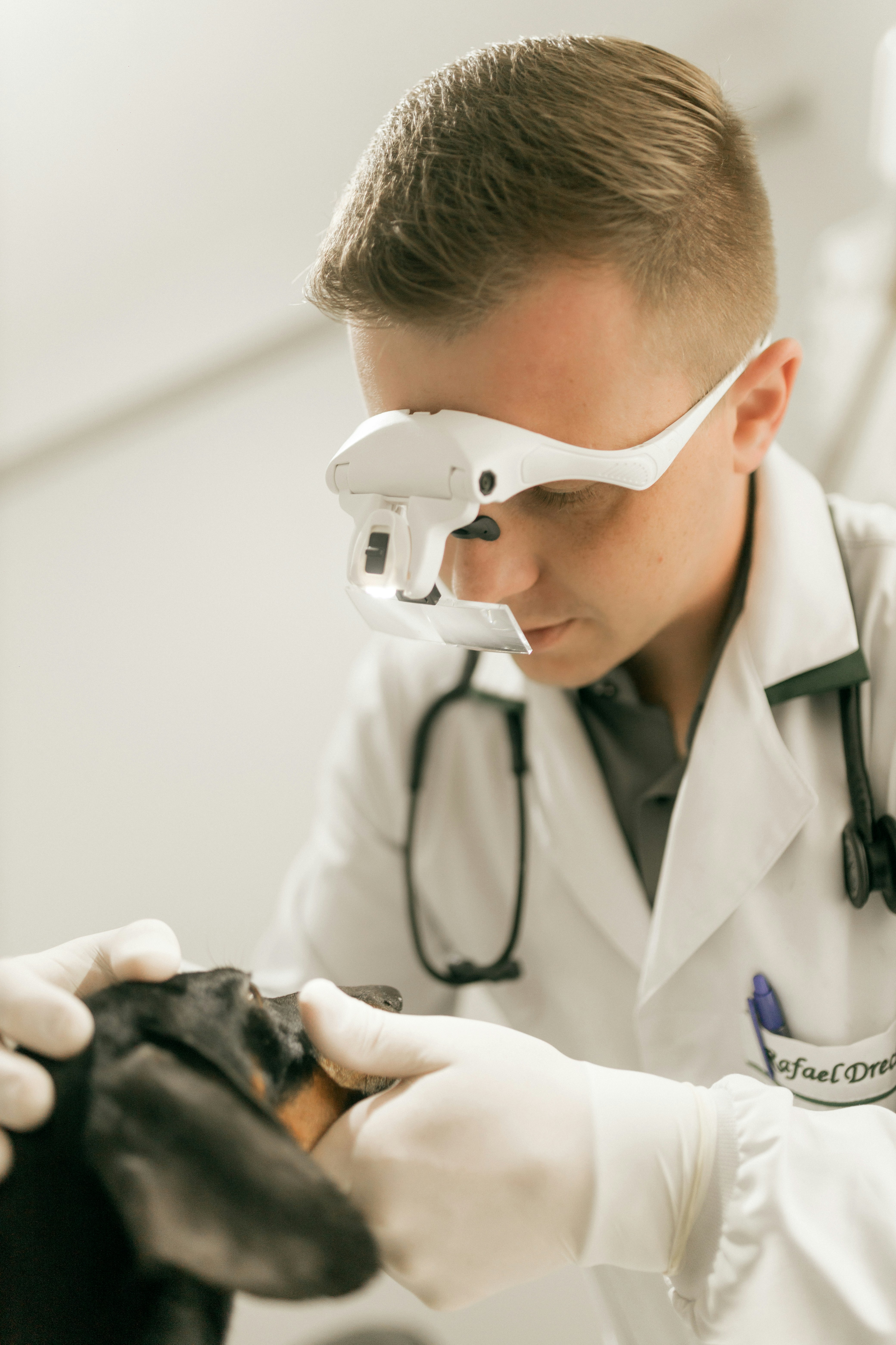 Veterinarian examines a dachshund's teeth
