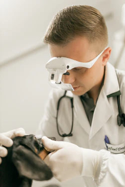 Veterinarian examines a dachshund's teeth