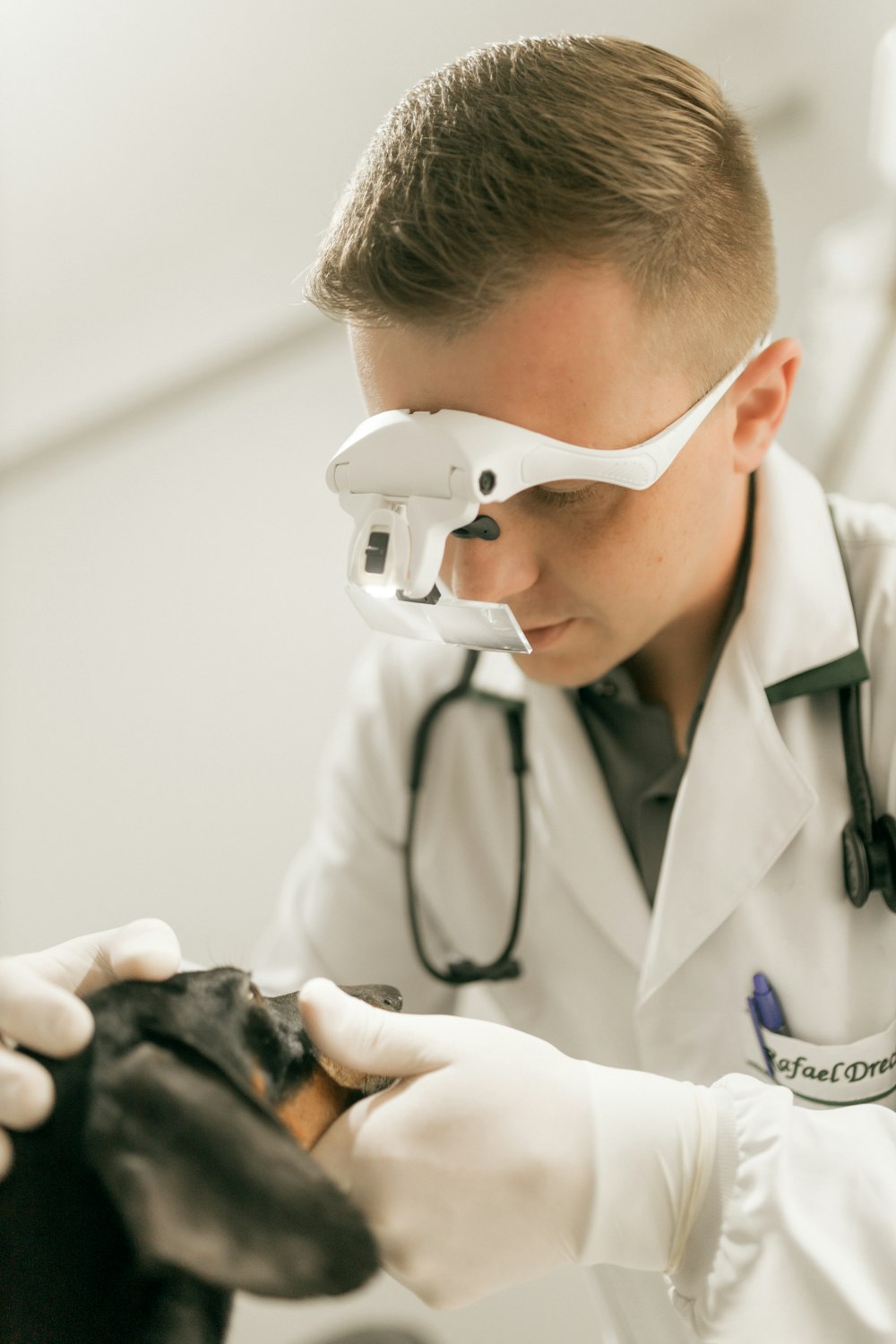 Veterinarian examining a dachshund's teeth