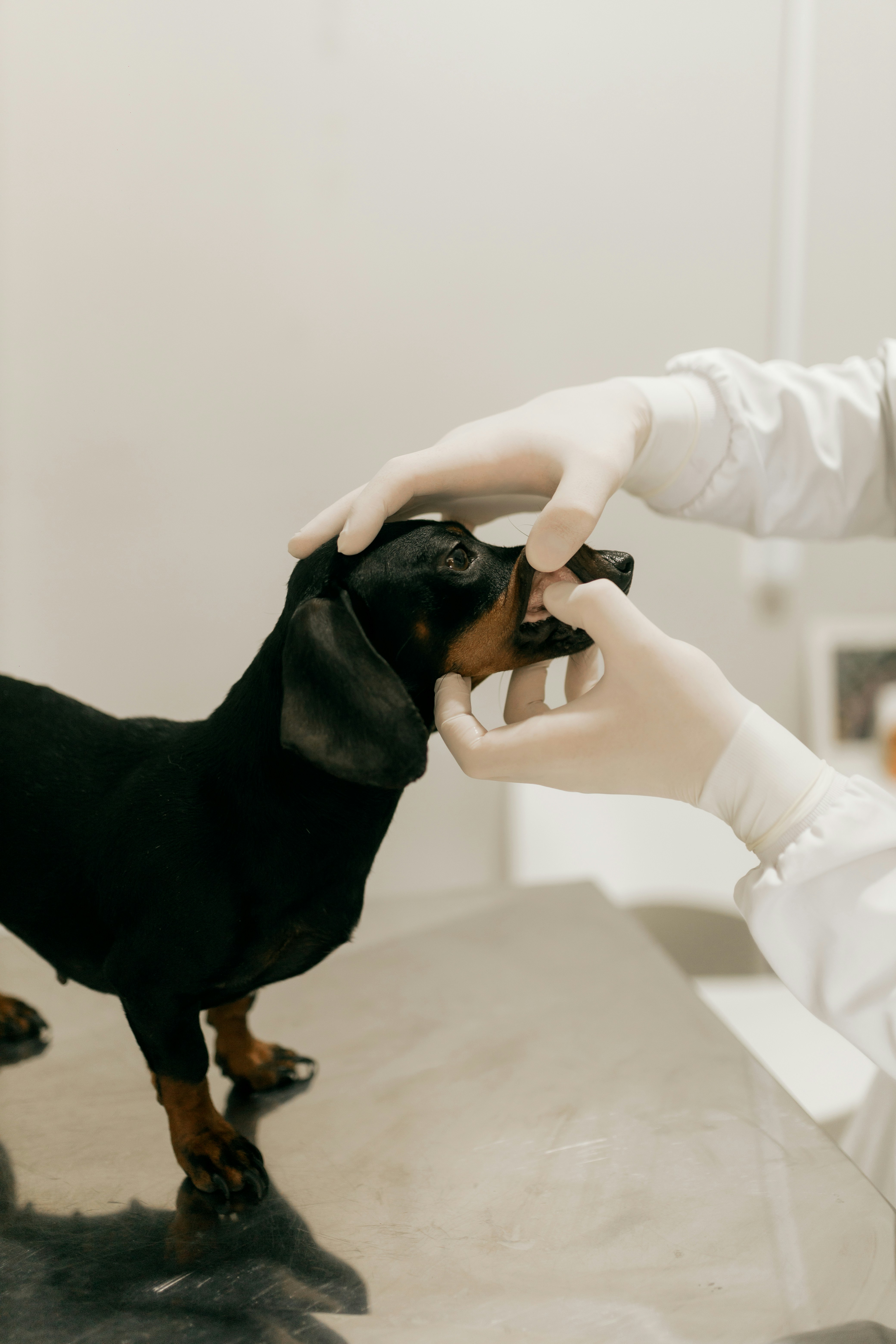 Veterinarian examines a black dachshund's teeth