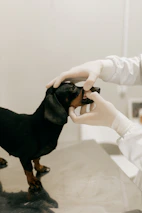 Veterinarian examines a black dachshund's teeth