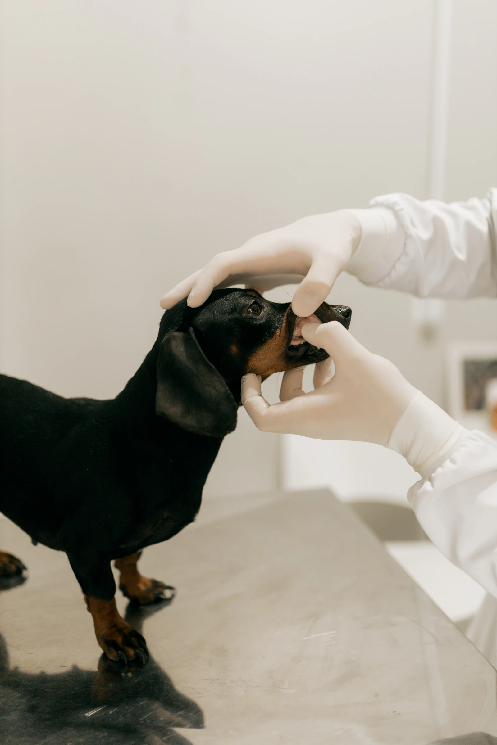 Medic veterinar verificând dinții unui câine teckel