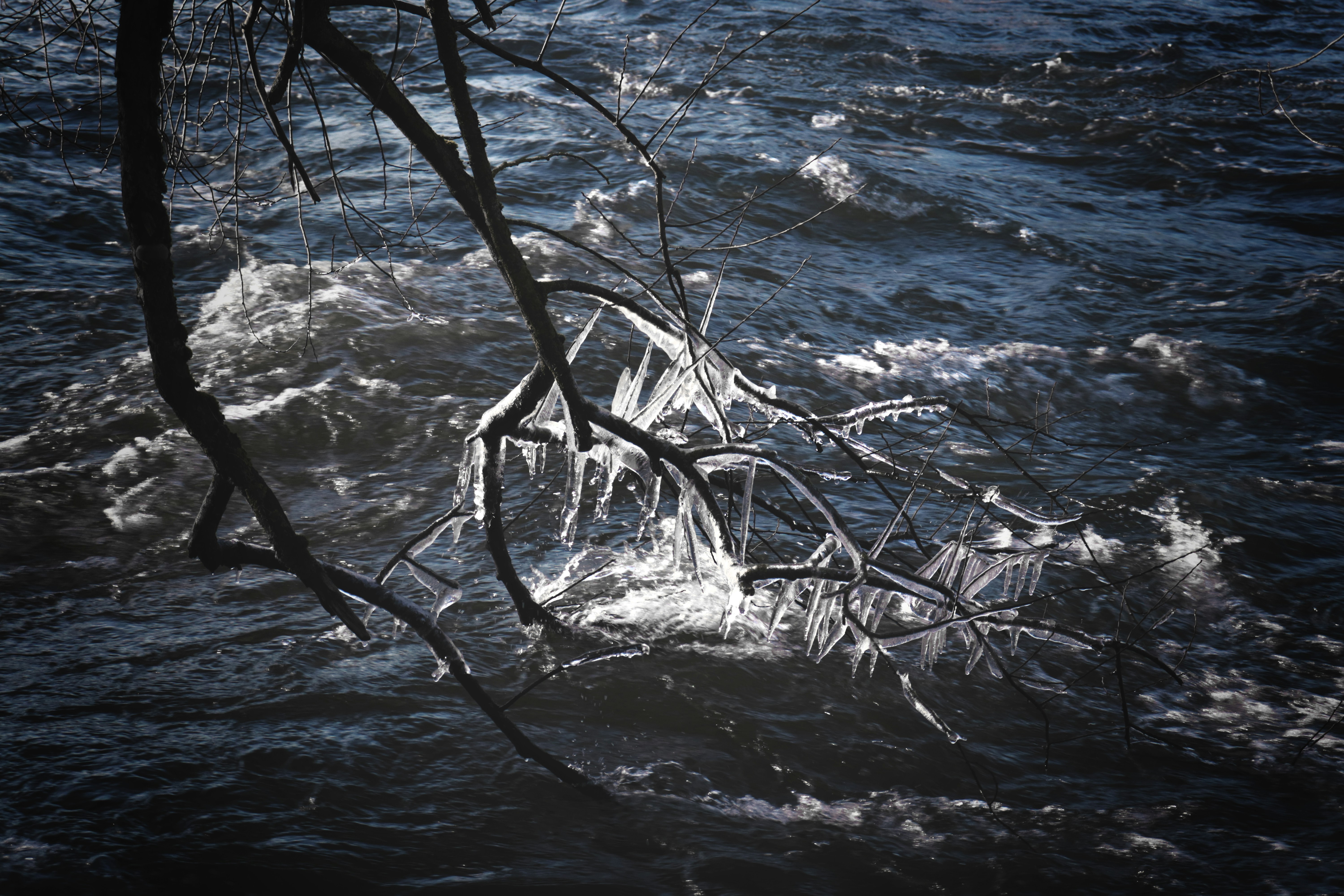 Icy branches hang over a dark, choppy river.