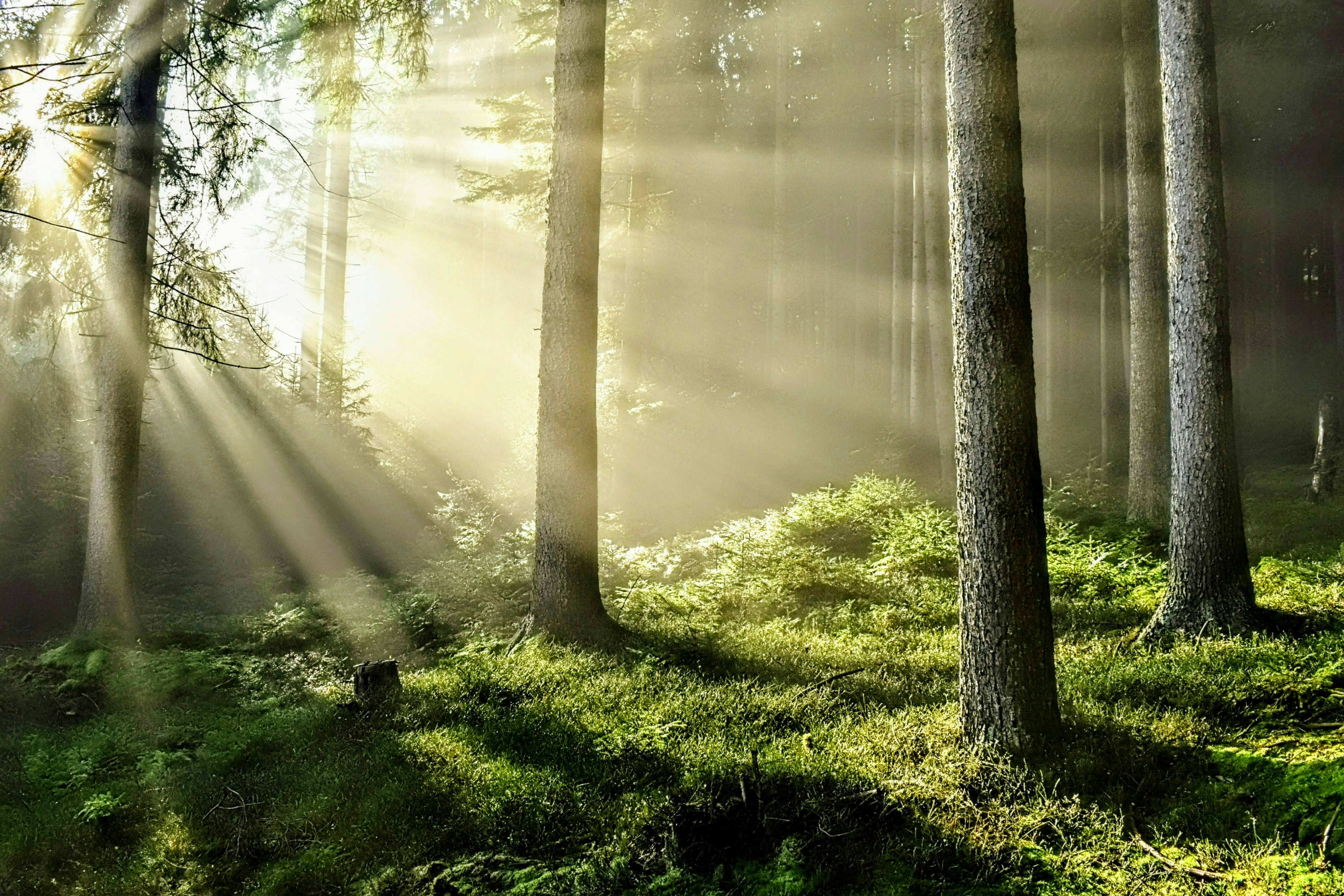 Sunbeams shining through a lush green forest