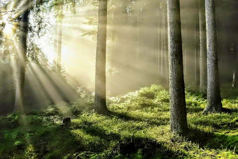 Sunbeams shining through a lush green forest