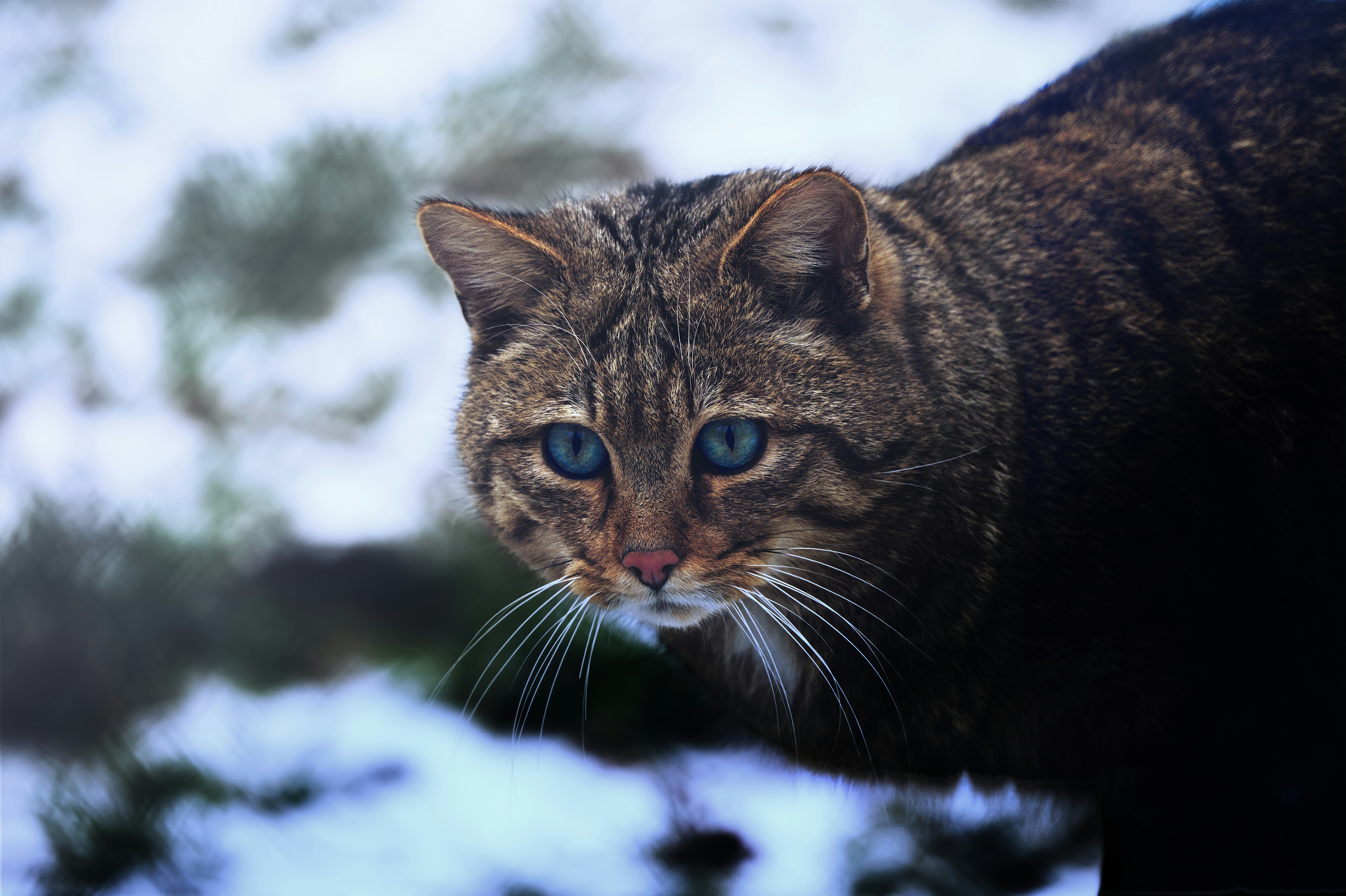 Un gato montés con ojos azules llamativos en la nieve