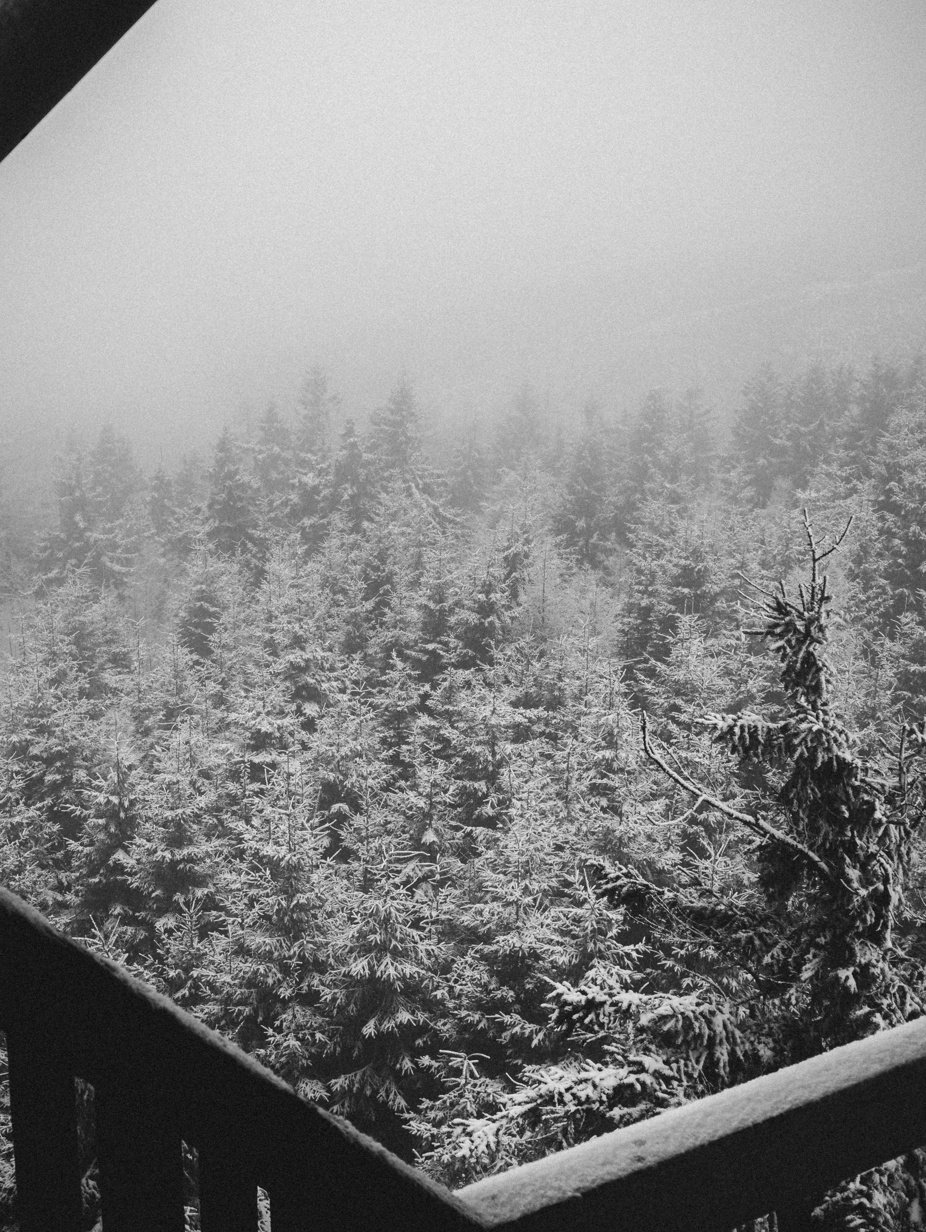 Schneebedeckter, immergrüner Wald, der in Nebel gehüllt ist