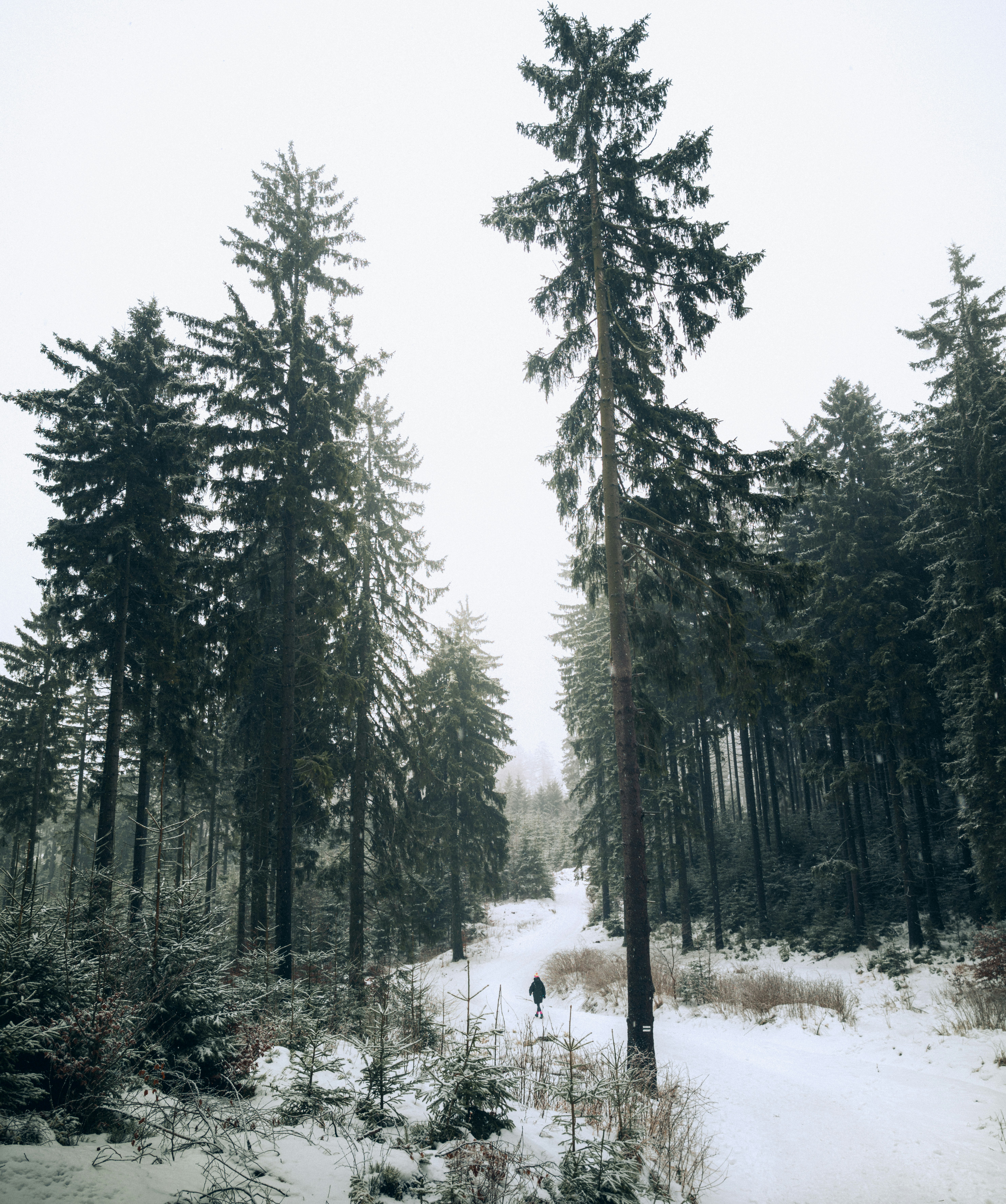 Eine Person geht einen verschneiten Pfad im Wald entlang.