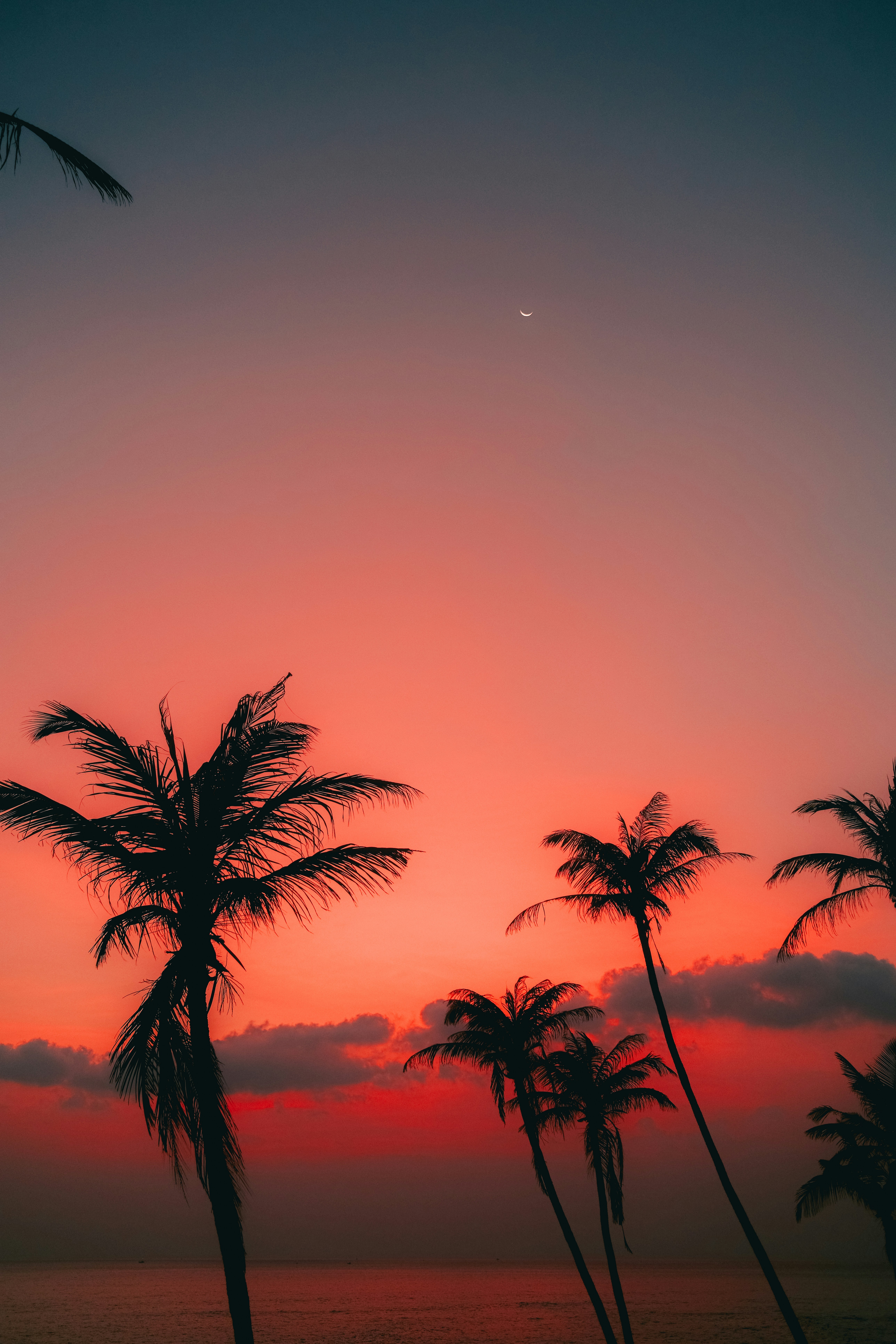 Palm trees silhouetted against a vibrant sunset sky.