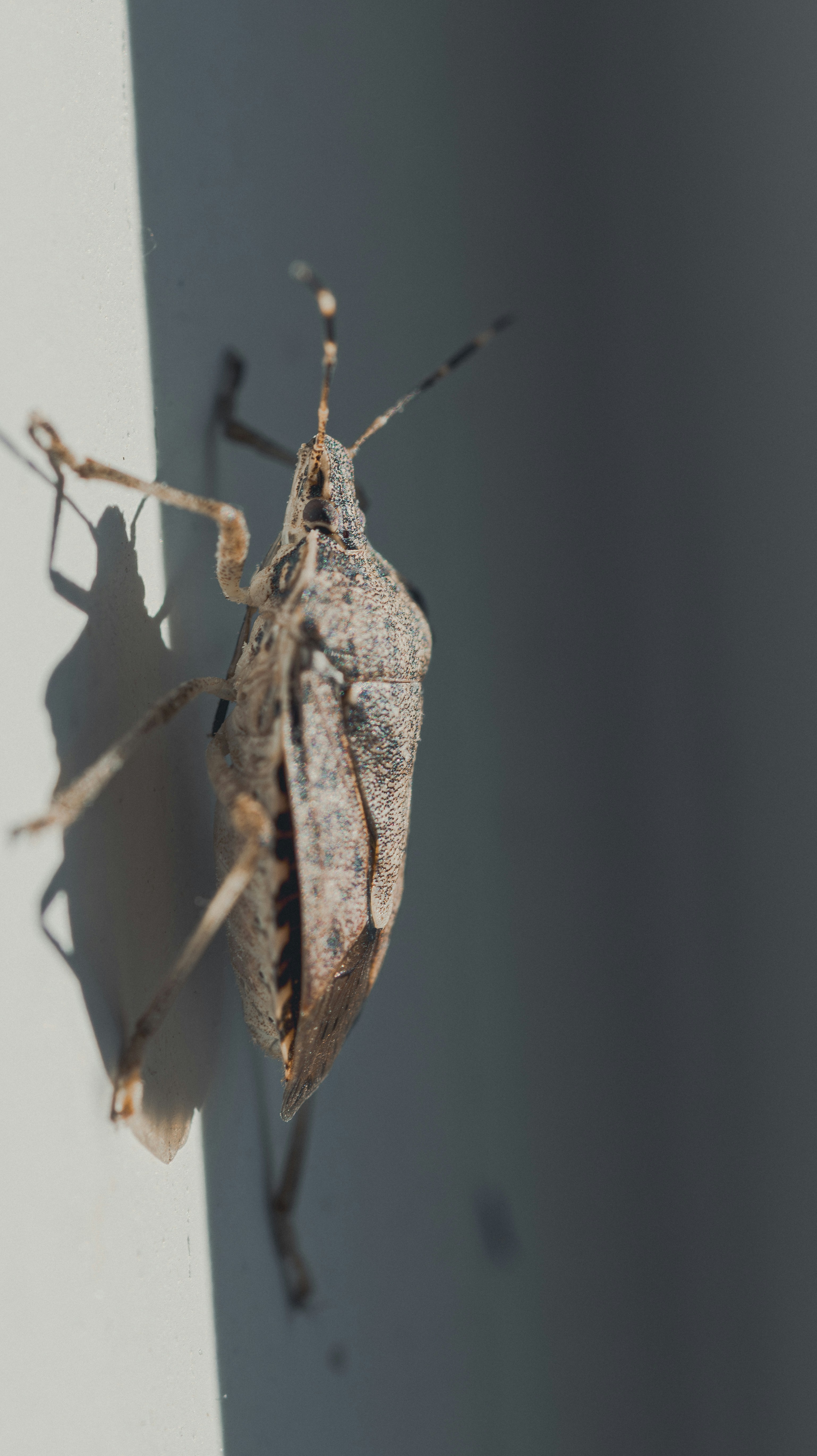 A close-up of a stink bug on a wall.