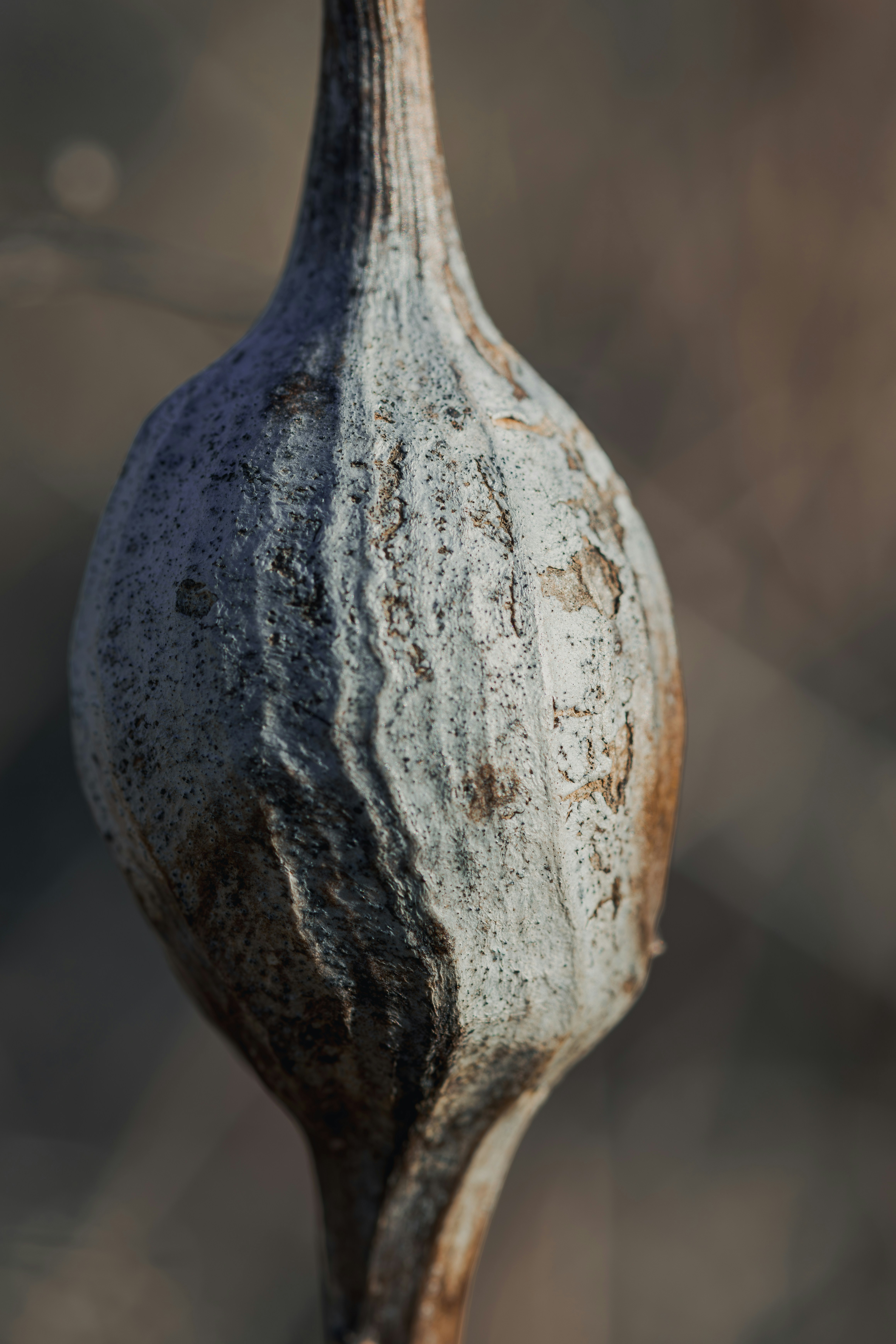 Close-up of a dried seed pod with textured surface.