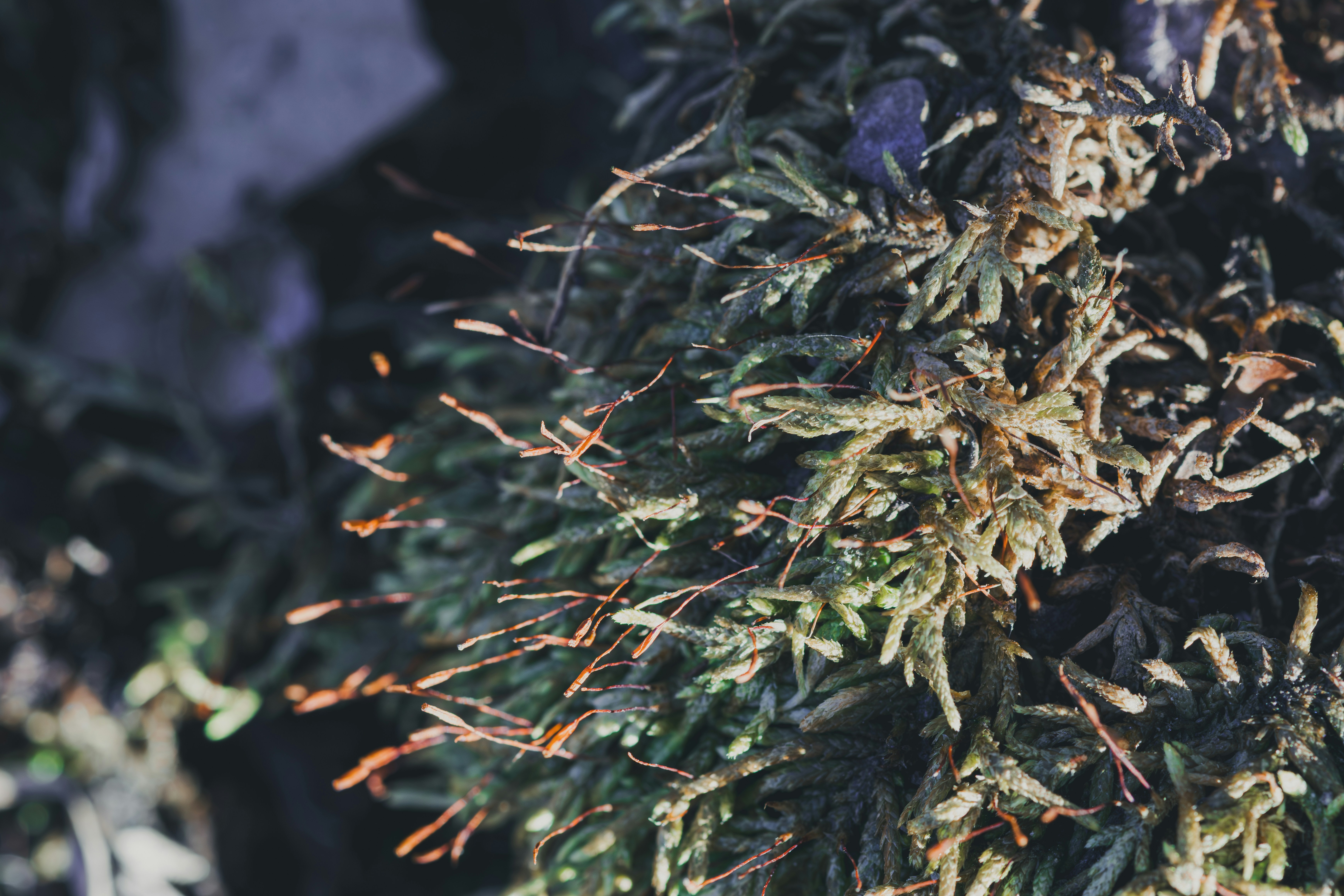 Close-up of moss with tiny sprouts