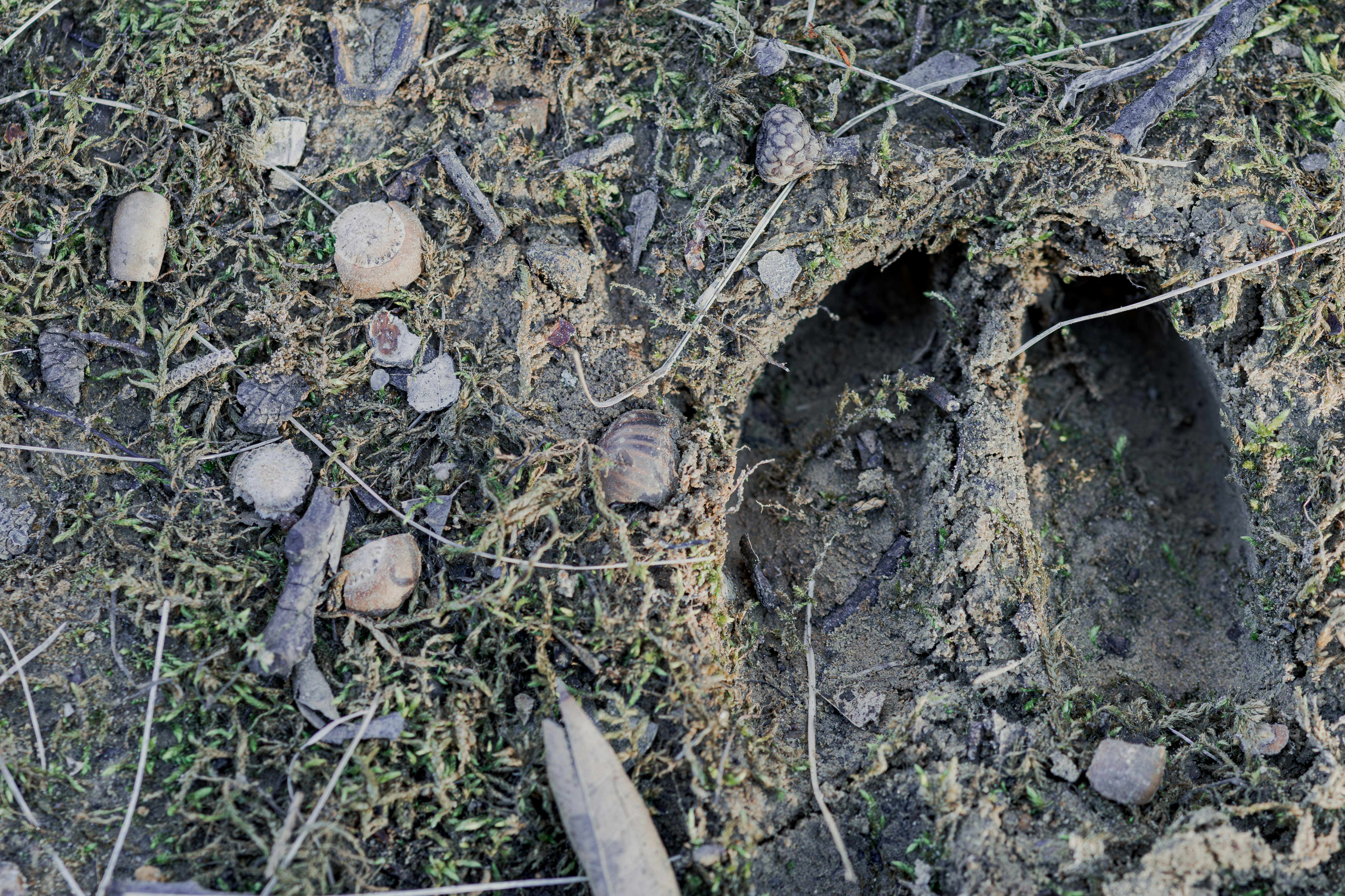 Animal hoof prints in muddy ground with moss.