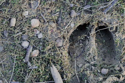 Animal hoof prints in muddy ground with moss.