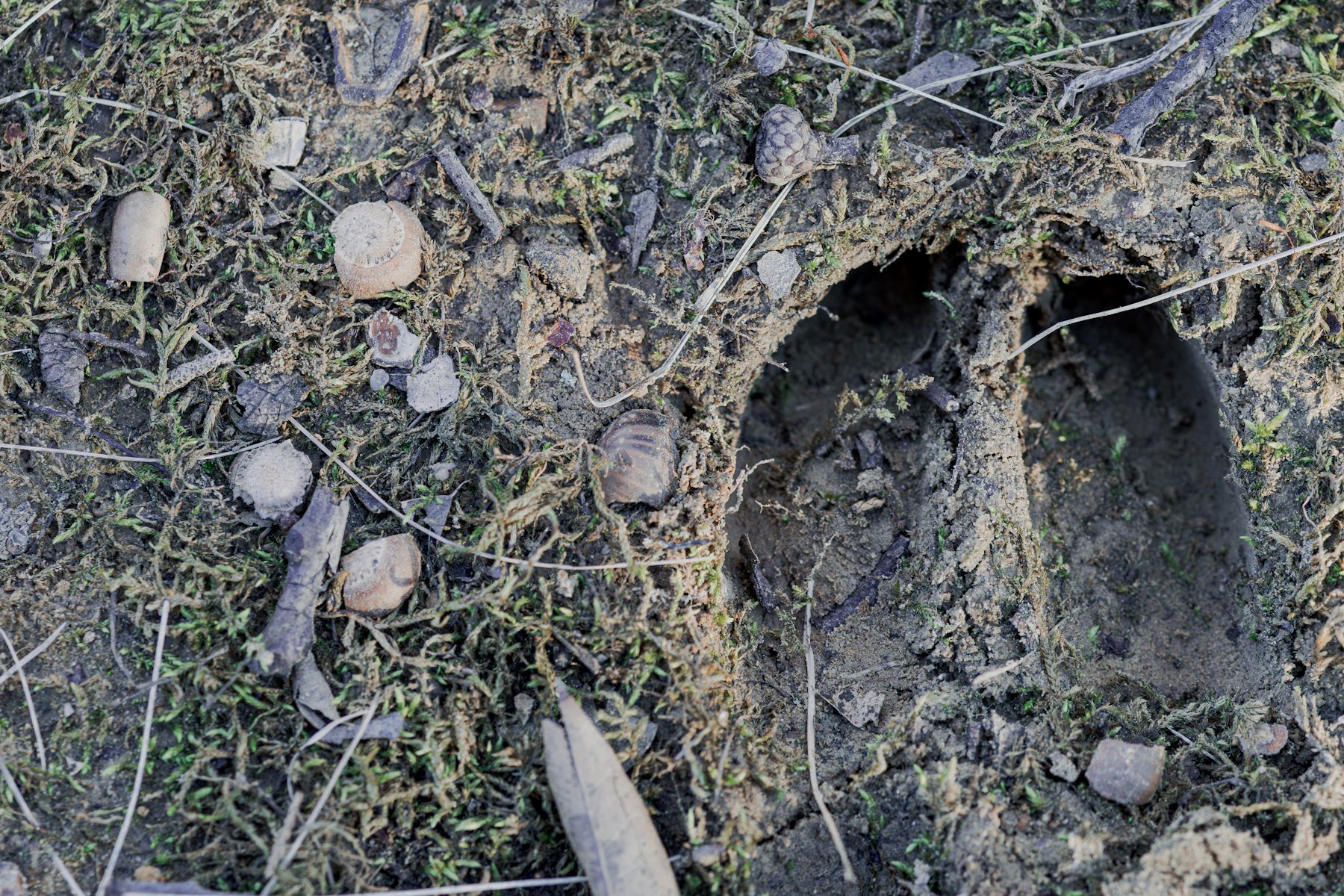 Close-up of a split hoof print pressed deep into mossy mud