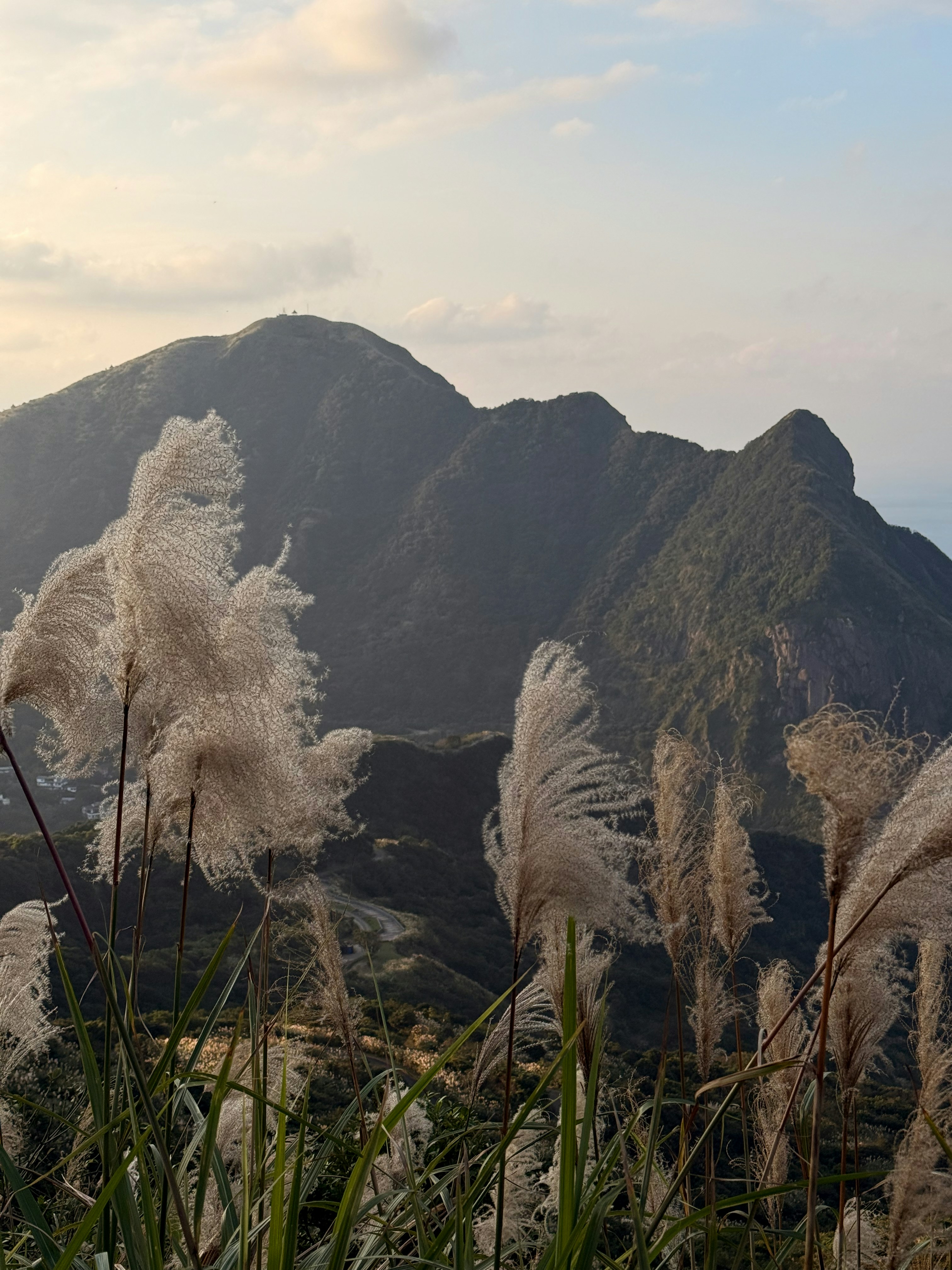 Tall pampas grass with mountains in the background