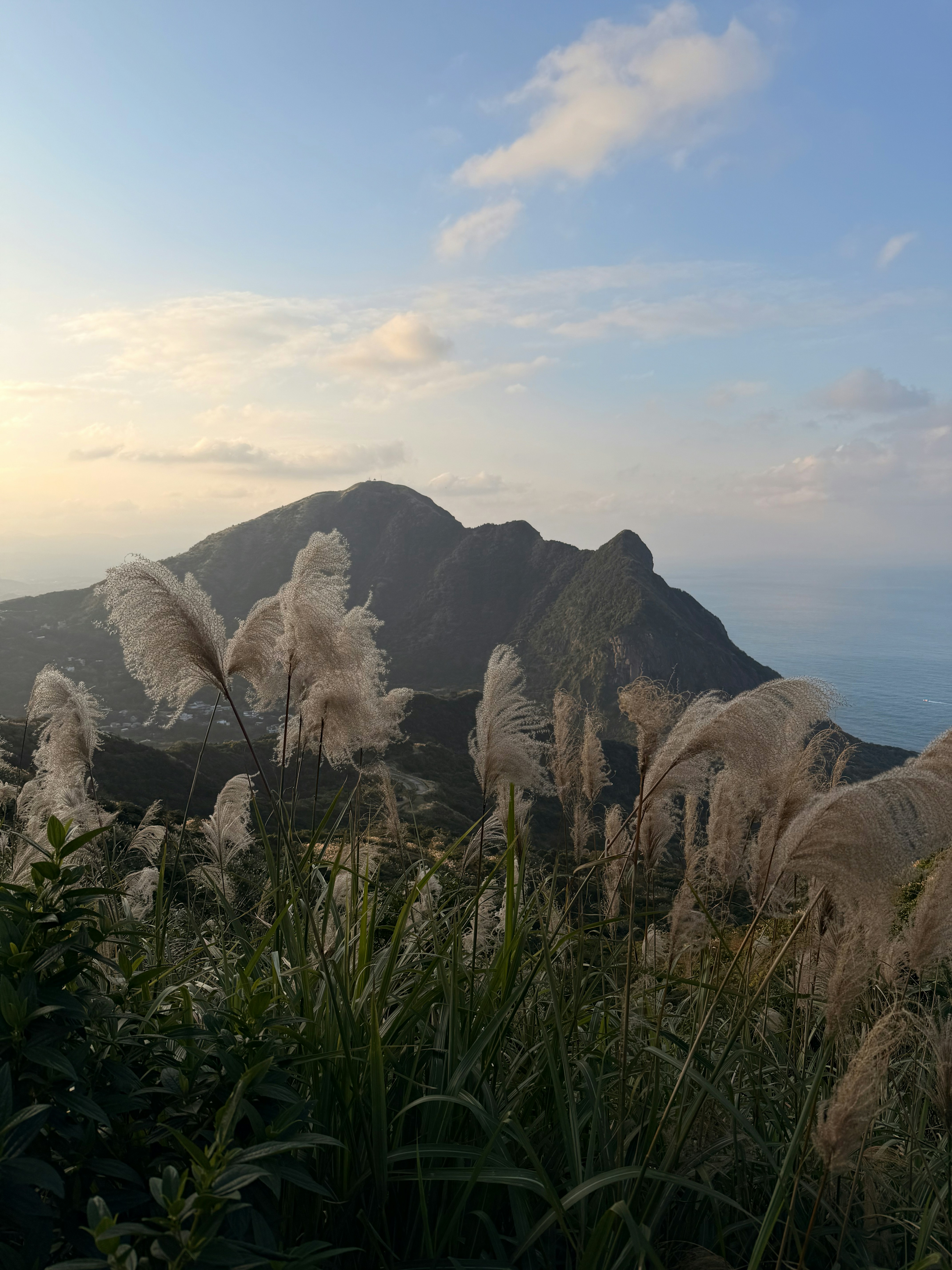 Tall grasses sway in the breeze with mountains beyond.