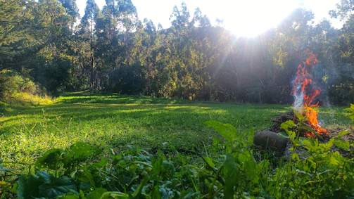 Sunlight shines on a grassy field with a small fire.