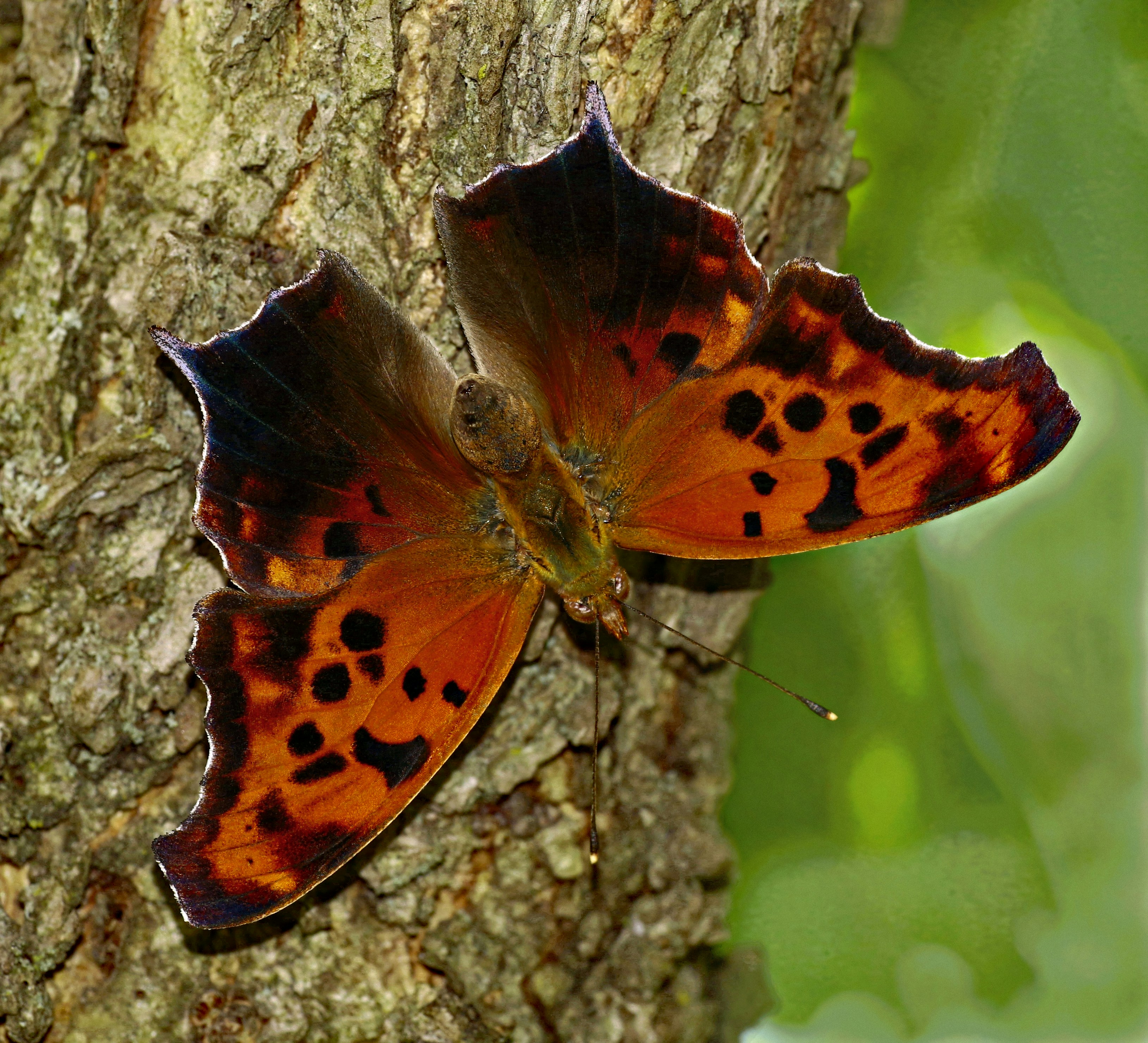 Photo by telliottmbamsc