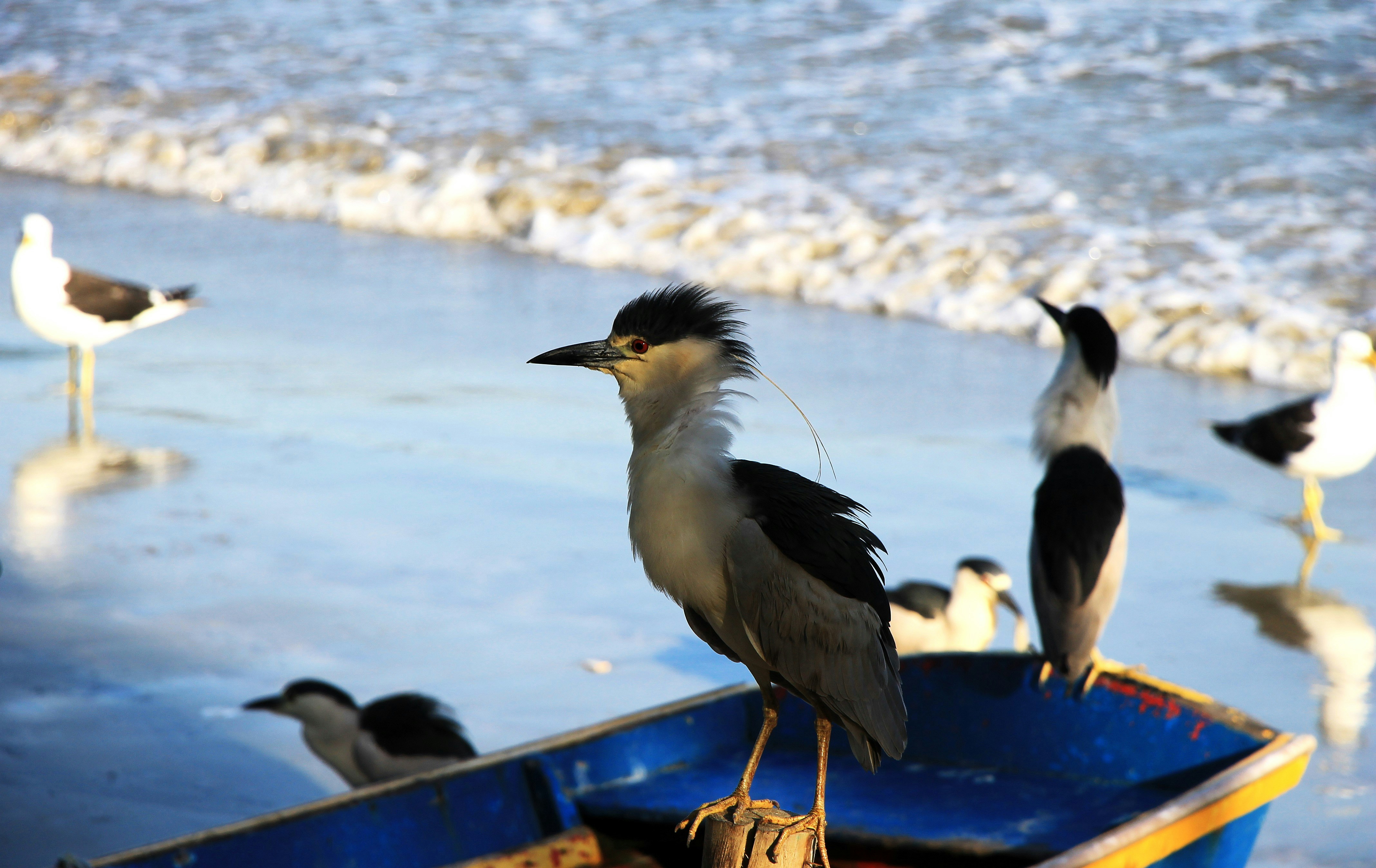 Pássaros em uma praia perto das ondas do oceano