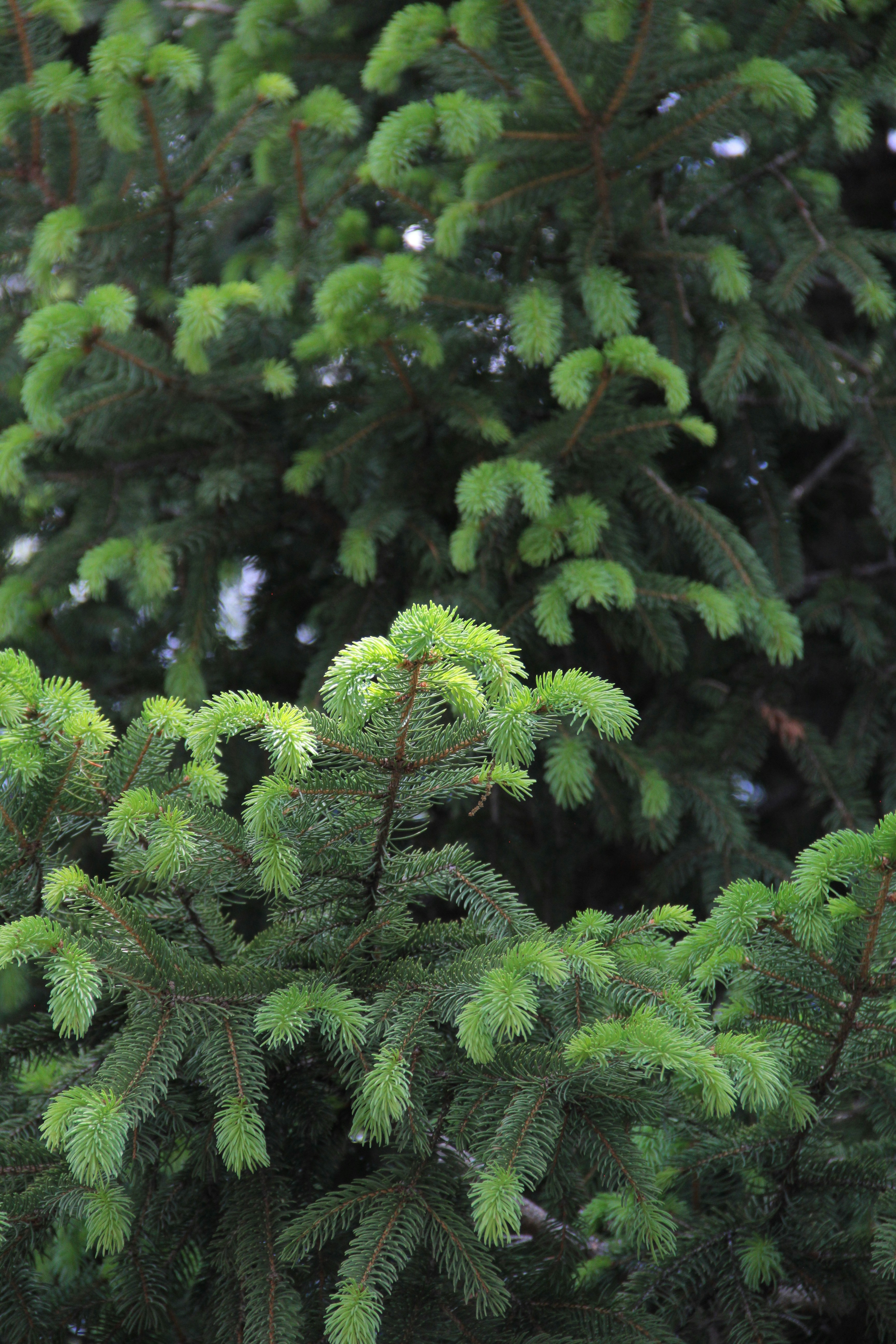 Primer plano de ramas de abeto verde vibrante