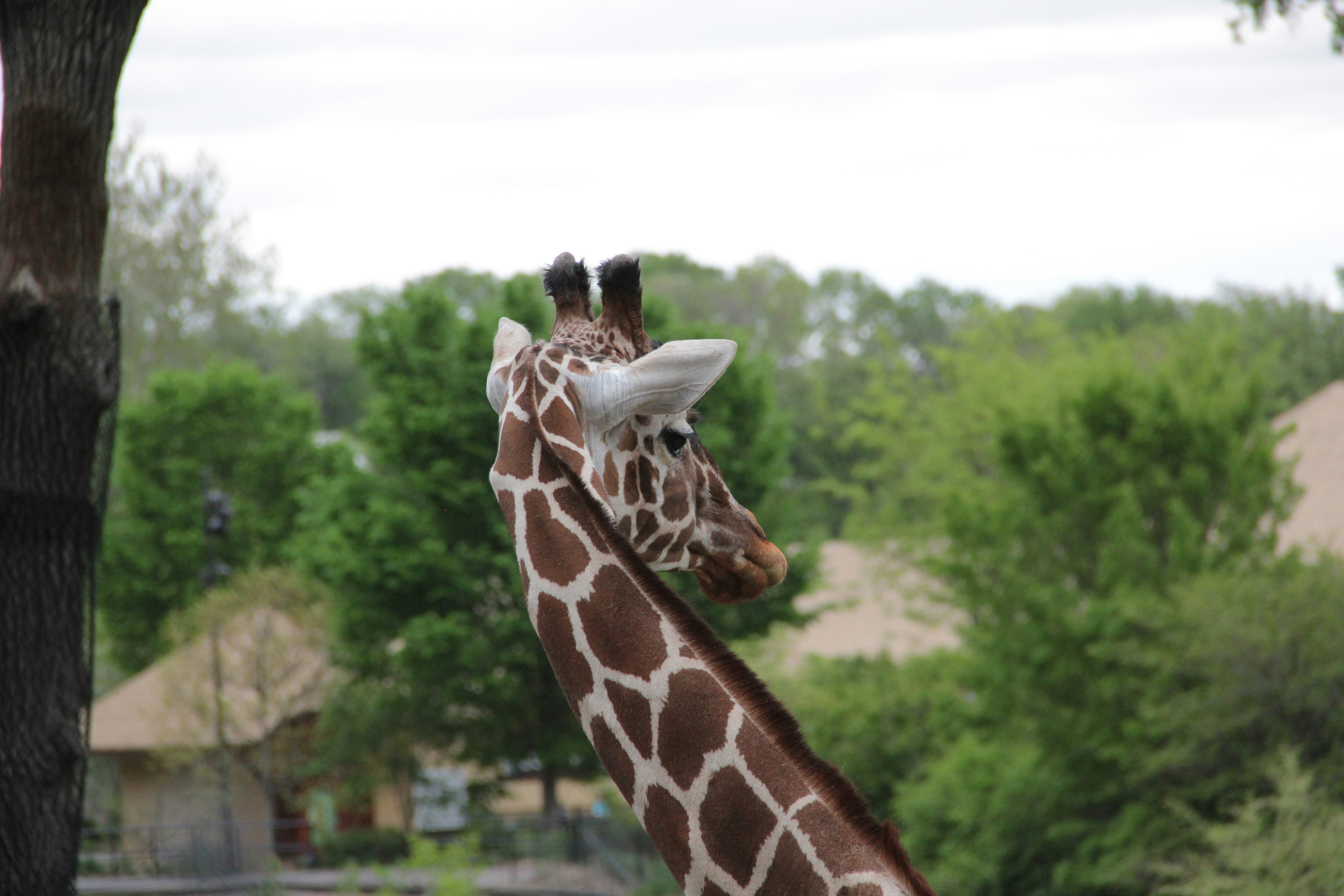 A giraffe with brown spots looks to the right.
