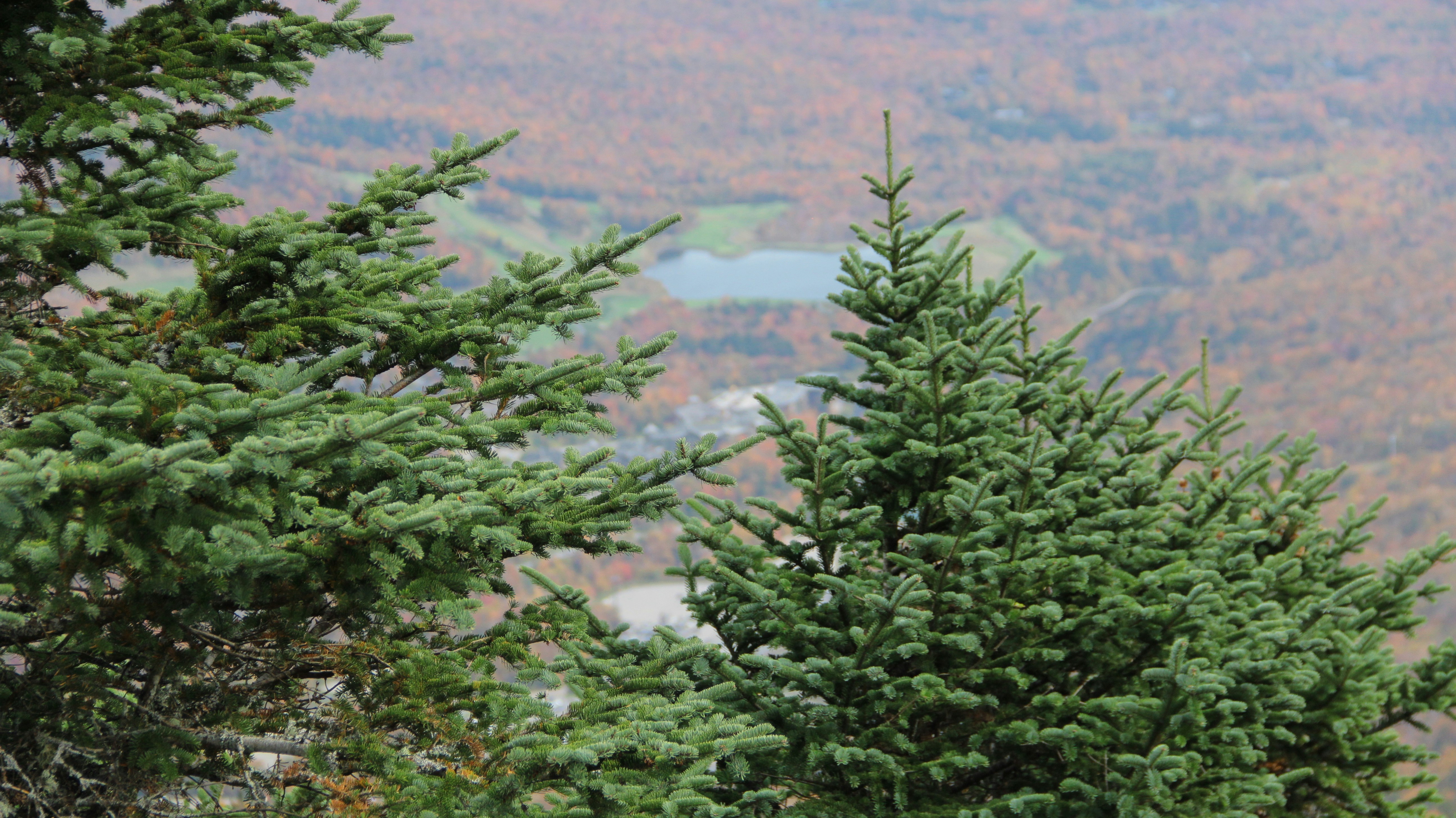 Green pine trees overlook a distant autumn landscape.