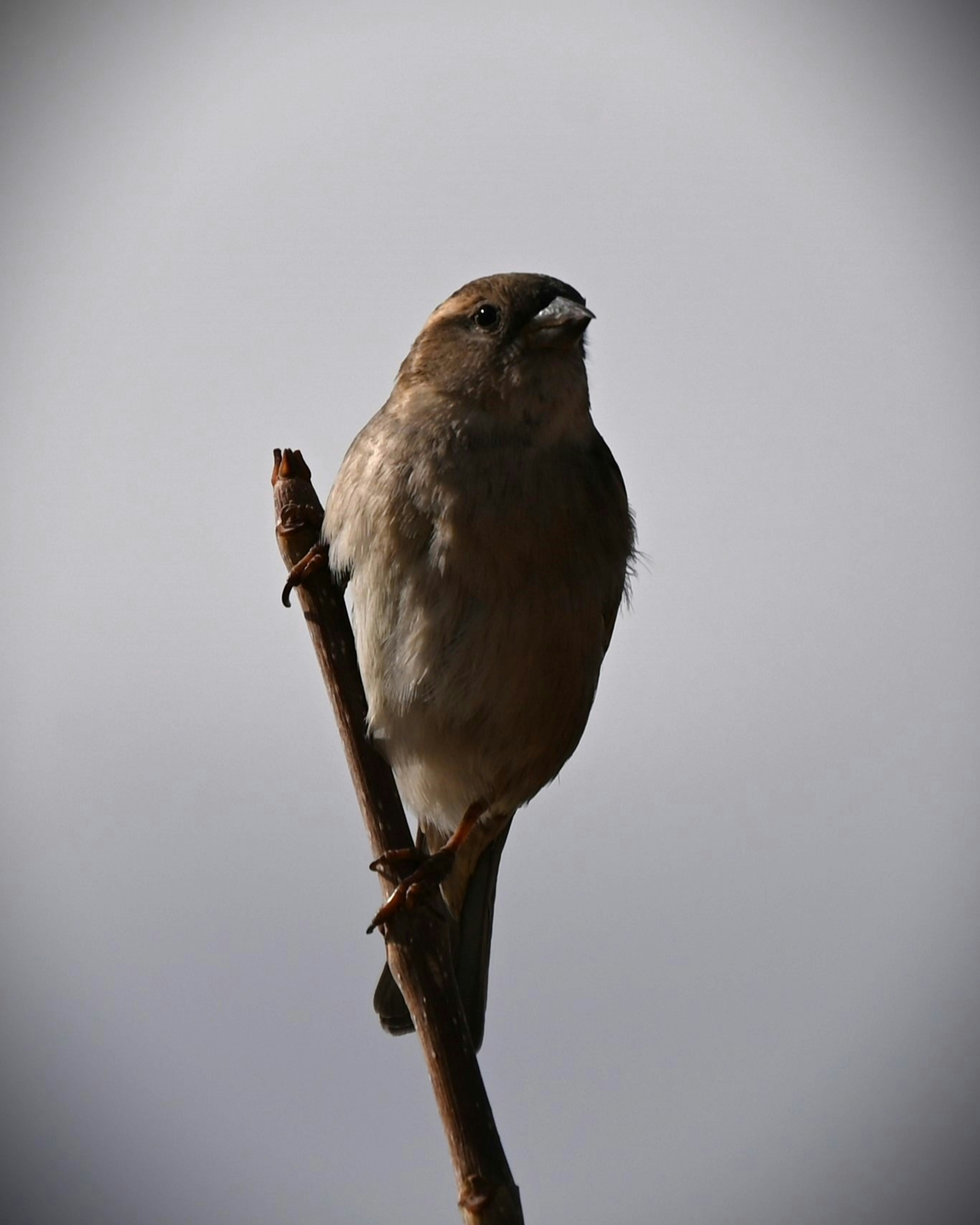 A small bird perched on a thin branch.