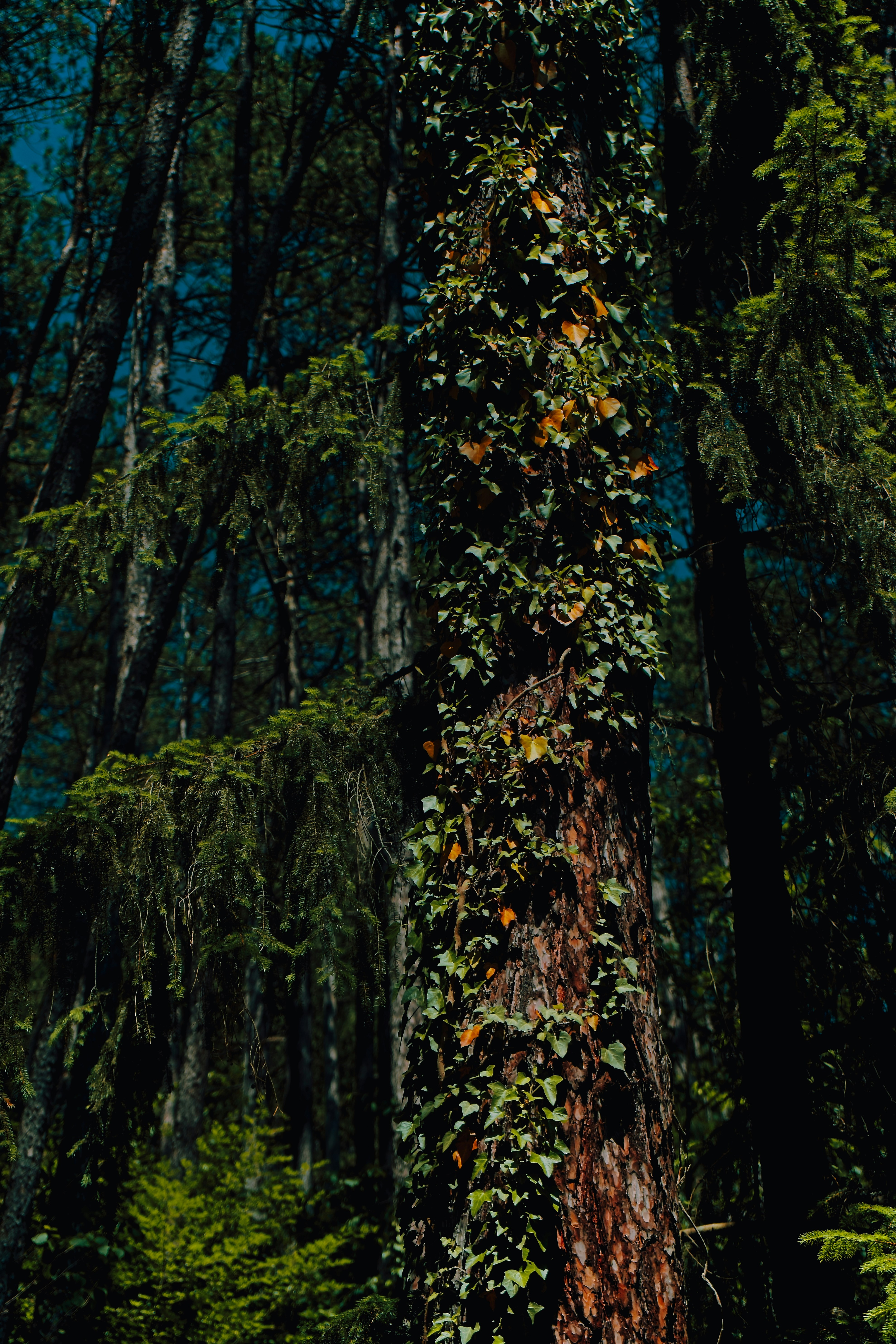 Photo by nedimshoots