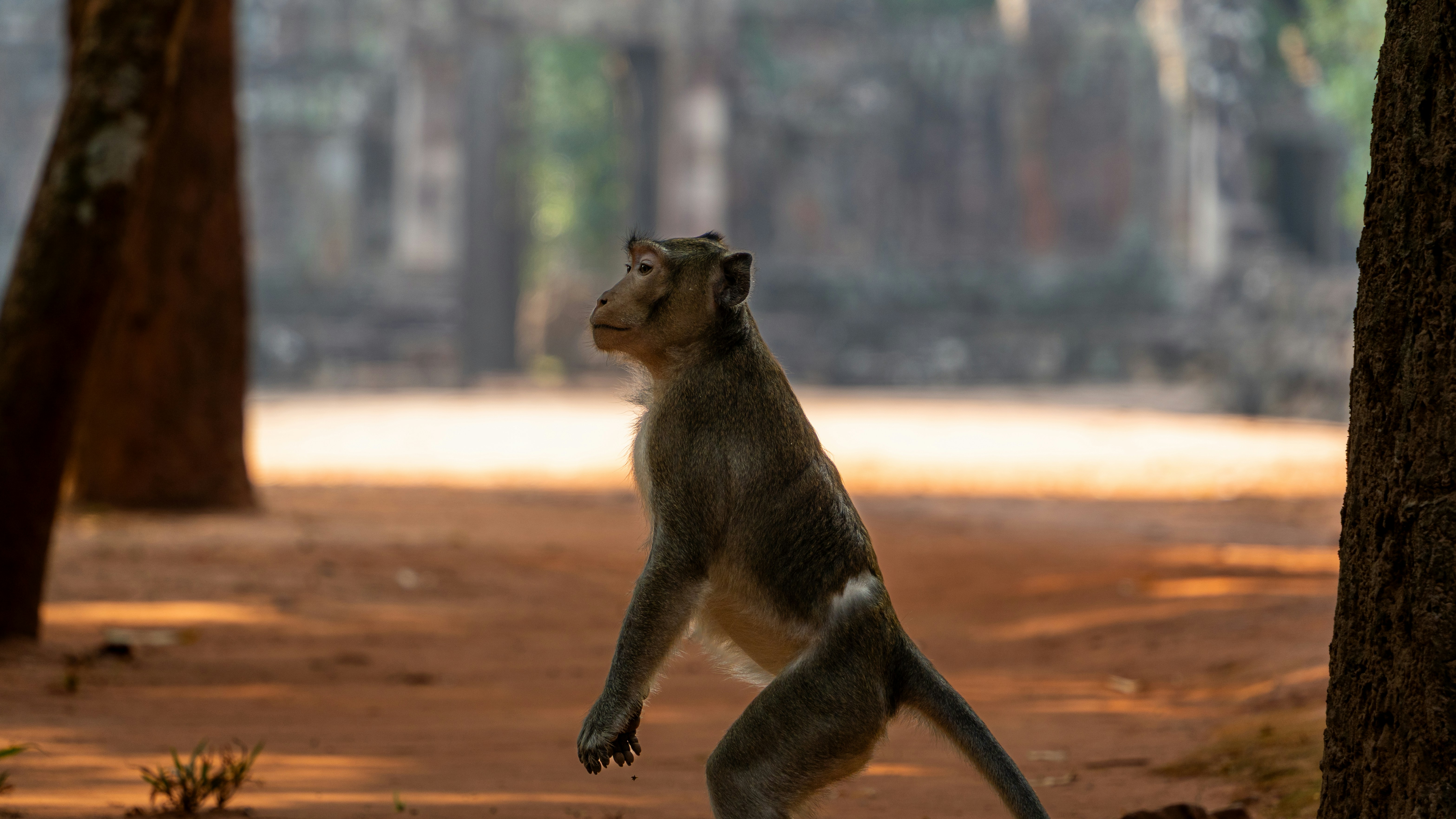 Un mono está en un claro del bosque.