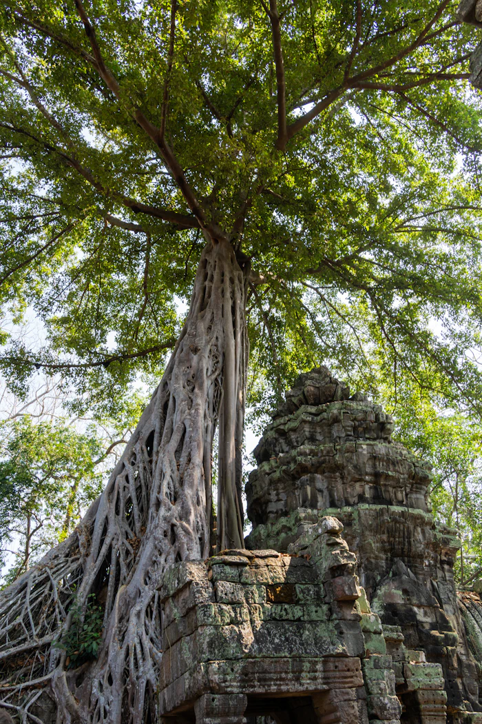 The tree roots of Ta Prohm