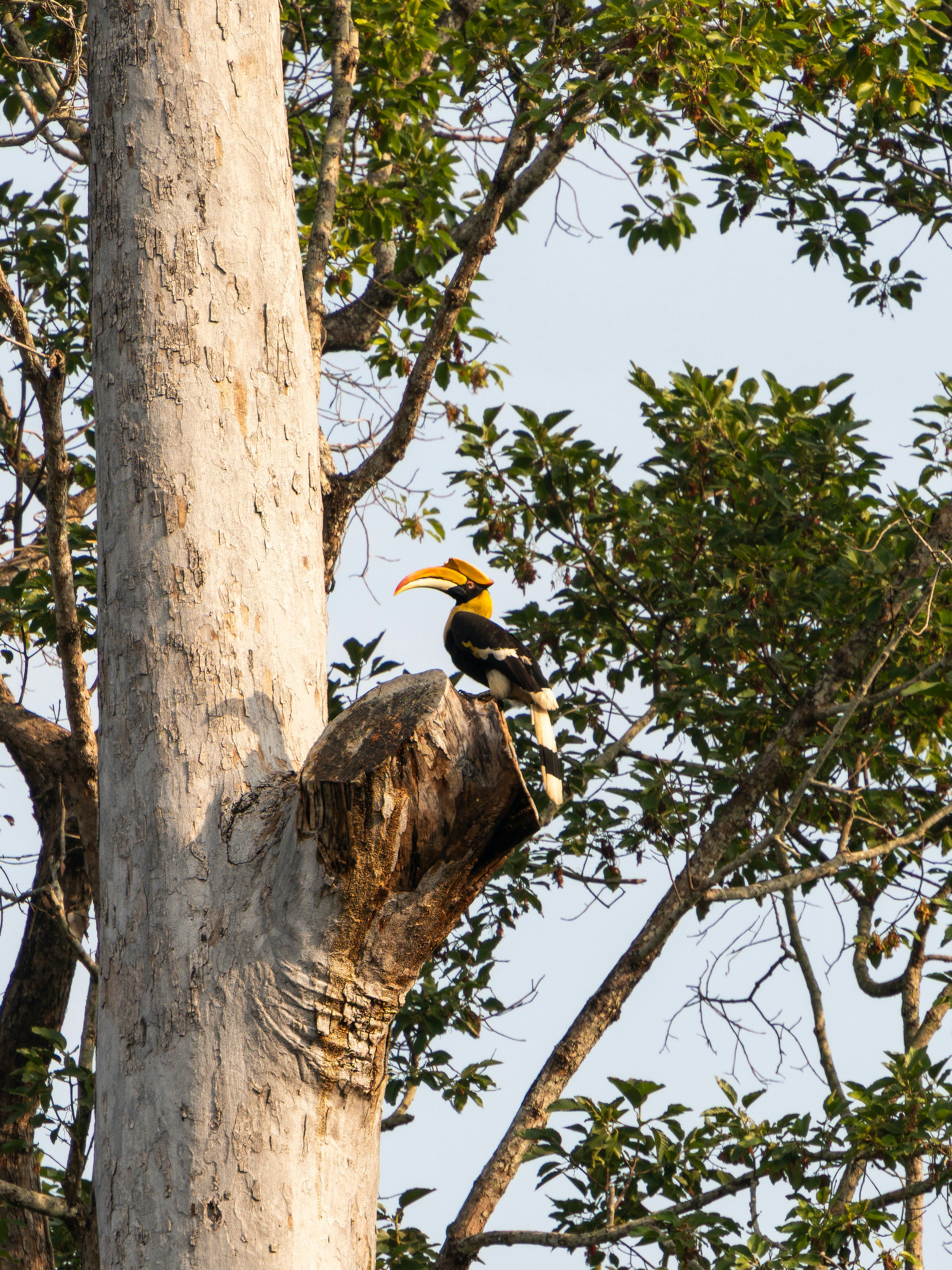 Gran cálao posado en una rama de árbol